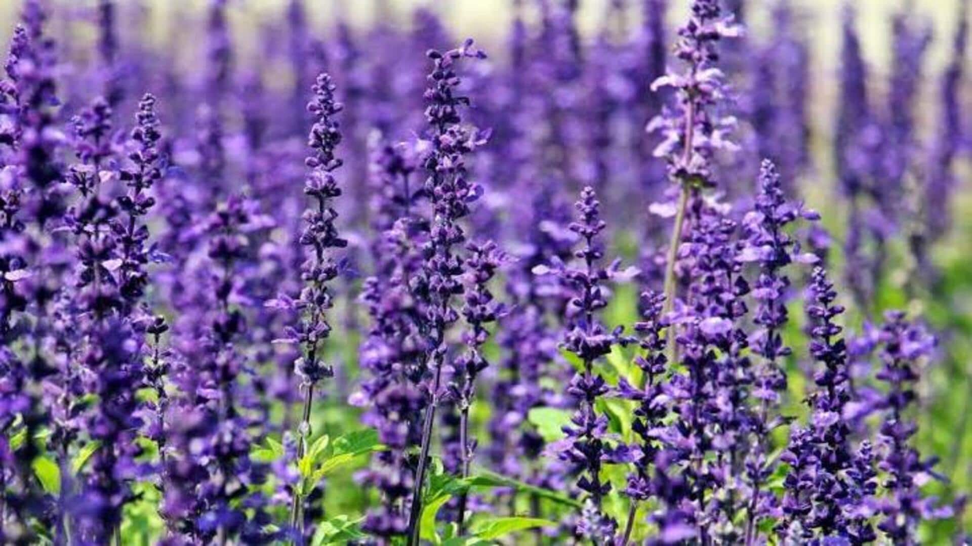ประโยชน์ของลาเวนเดอร์เพื่อผิวสวยสดชื่นอย่างเป็นธรรมชาติ
