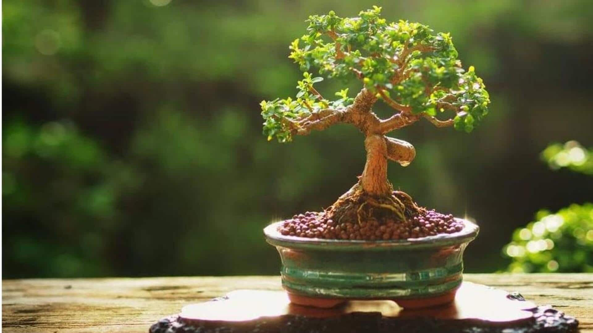 ฝึกความอดทนด้วยการปลูกบอนไซ