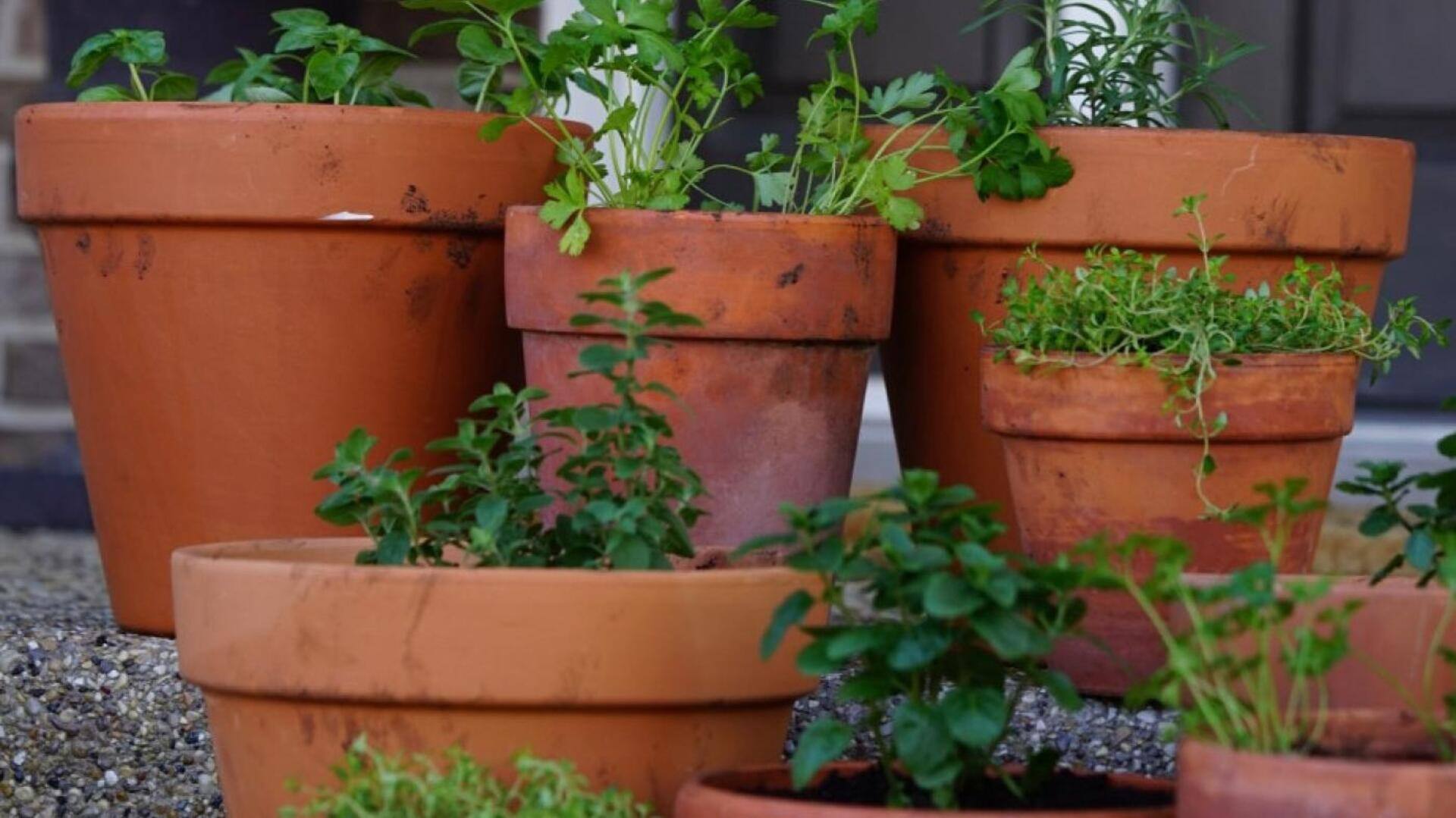 ปลูกสมุนไพรในบ้านง่ายๆ แบบประหยัดงบ