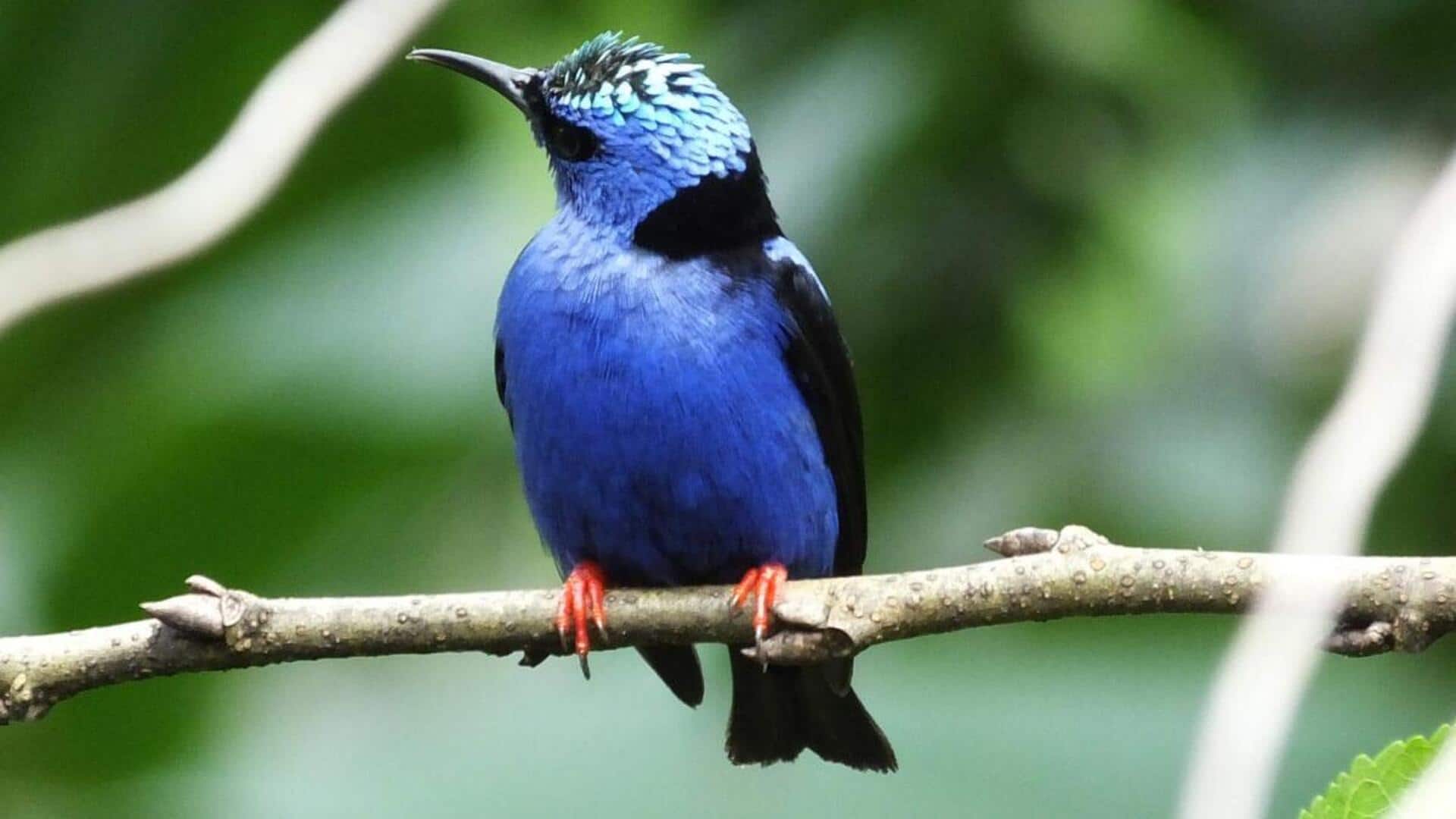 การผ่อนคลายด้วยการดูนก