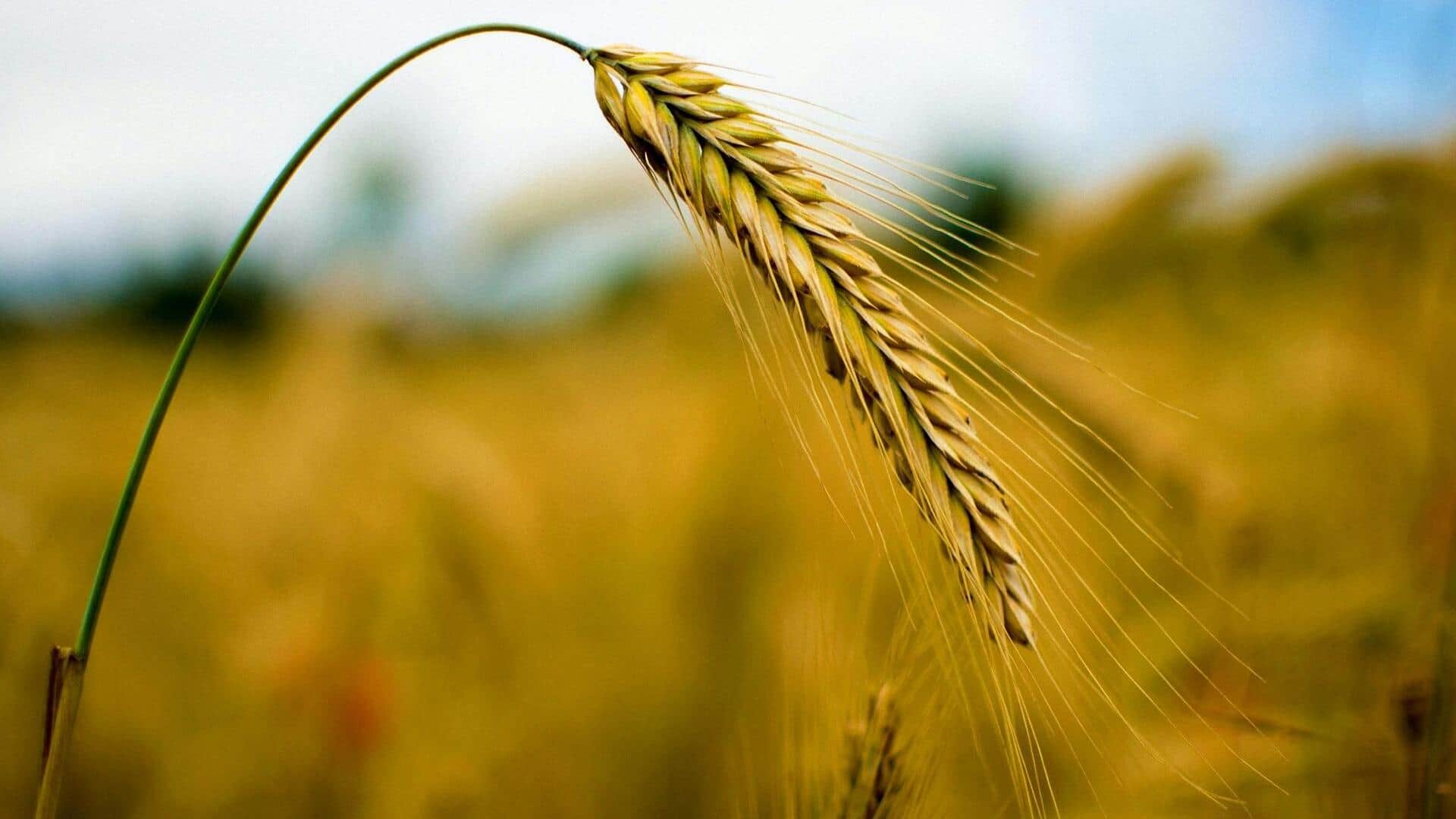 เปลือกข้าวบาร์เลย์เพื่อผิวเรียบเนียนกระจ่างใส