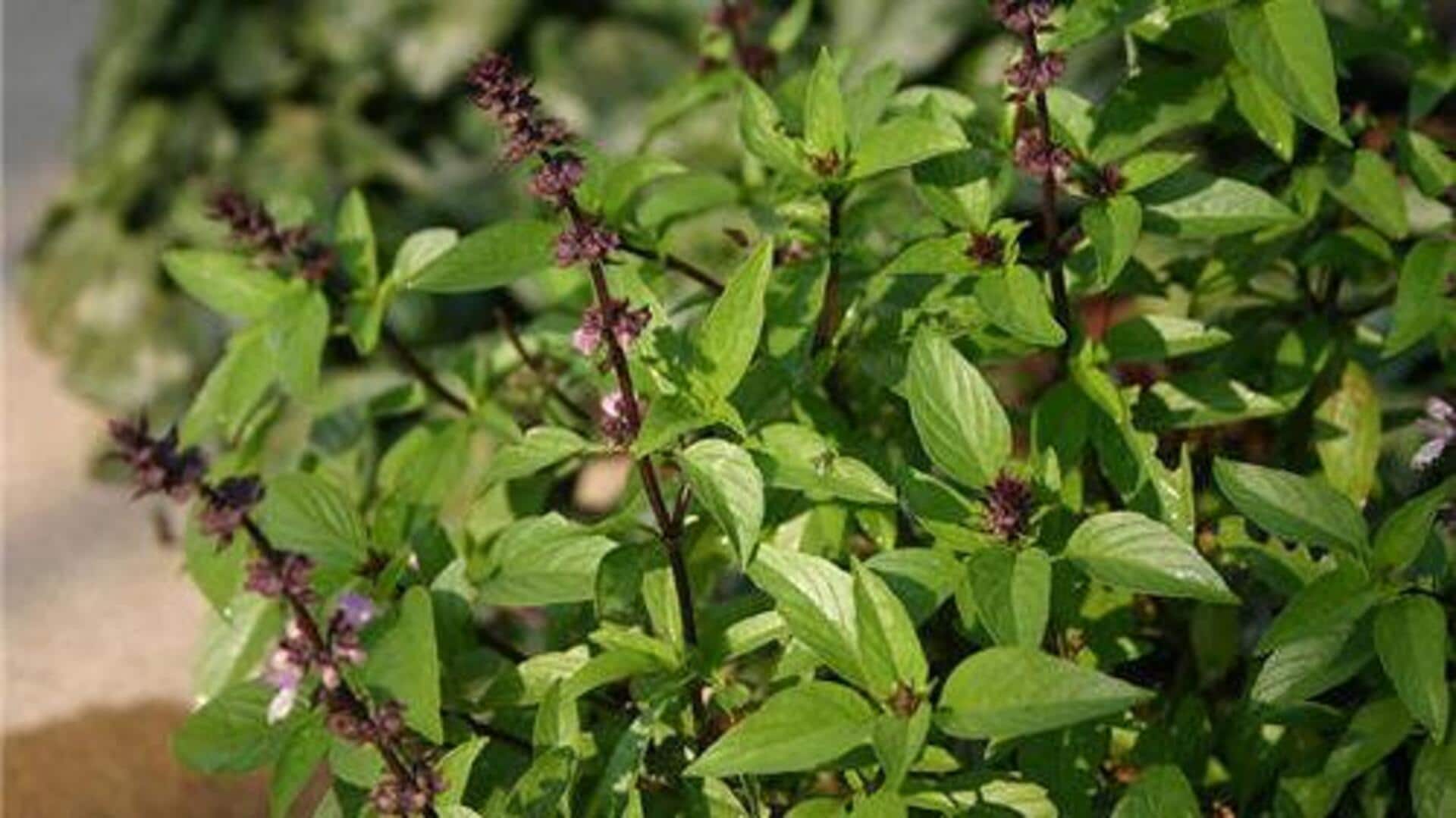 ใบโหระพา: เคล็ดลับความงามเพื่อผิวใสอย่างเป็นธรรมชาติ