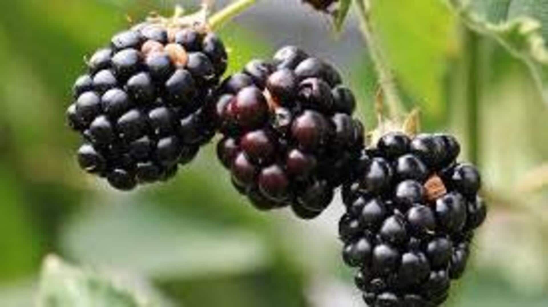 ประโยชน์ของสารสกัดแบล็คเบอร์รี่เพื่อผิวดูอ่อนเยาว์