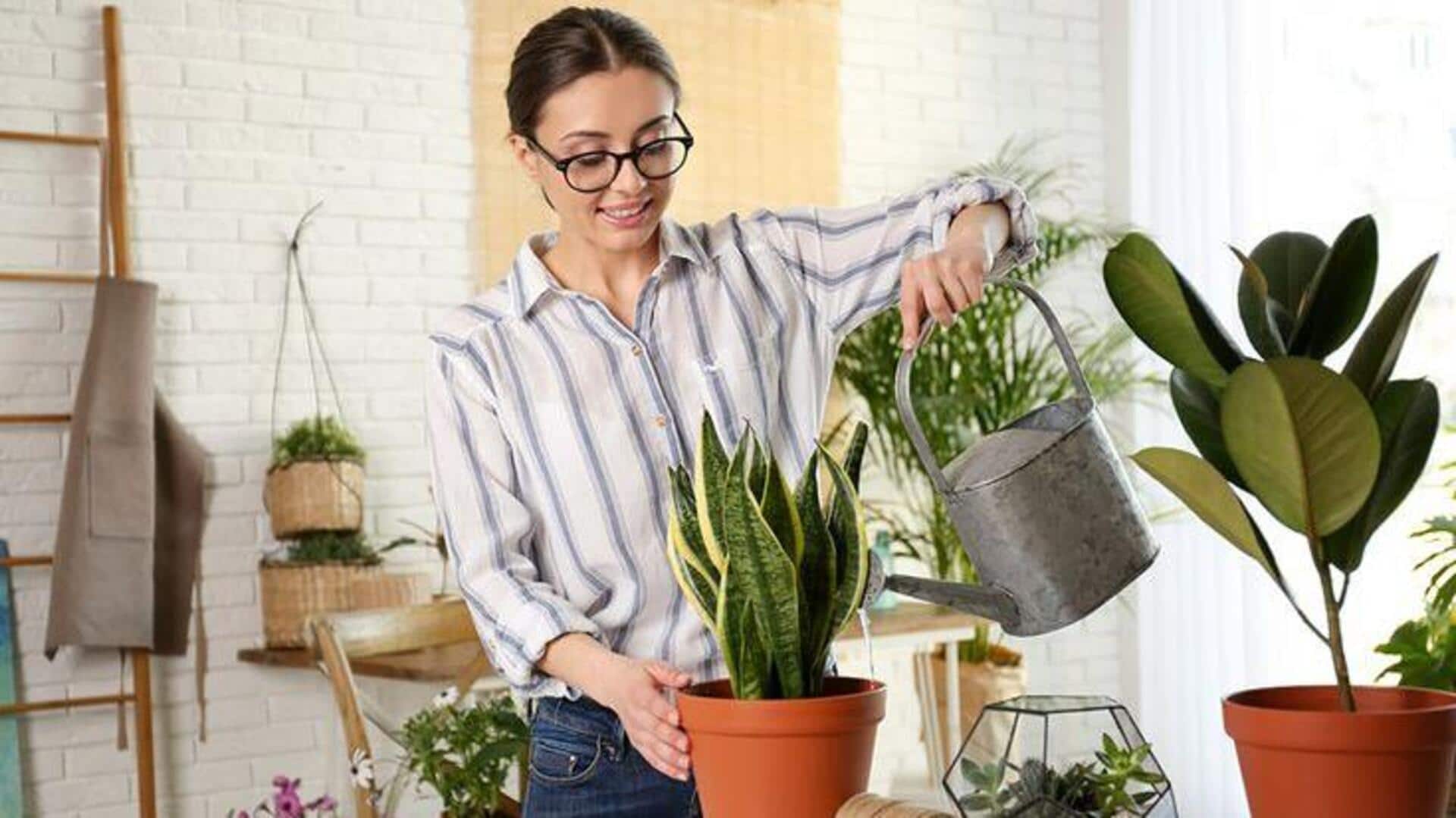 เพิ่มสมาธิด้วยการดูแลต้นไม้ในร่ม