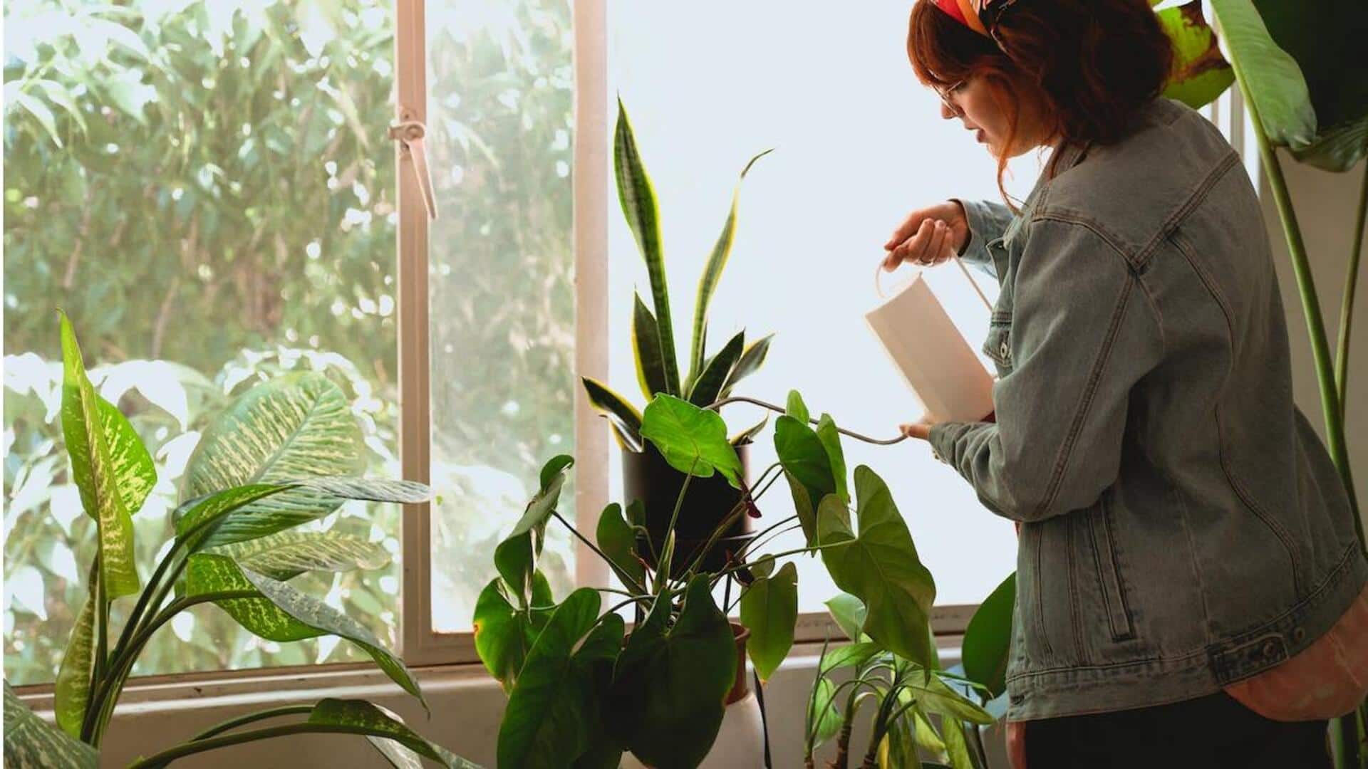 การเพิ่มสมาธิด้วยการปลูกต้นไม้ในร่ม