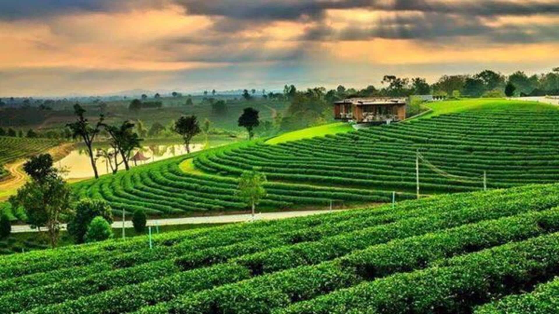 สัมผัสความเงียบสงบของไร่ชาในเชียงราย สัมผัสความเงียบสงบของไร่ชาในเชียงราย