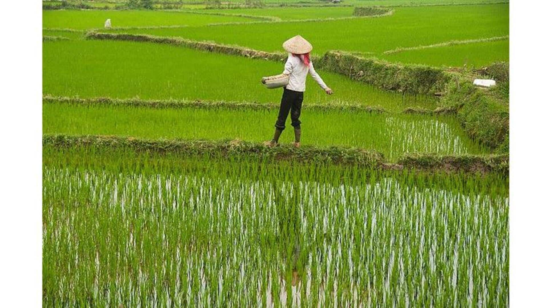 เดินลุยโคลนในนาข้าวไทย