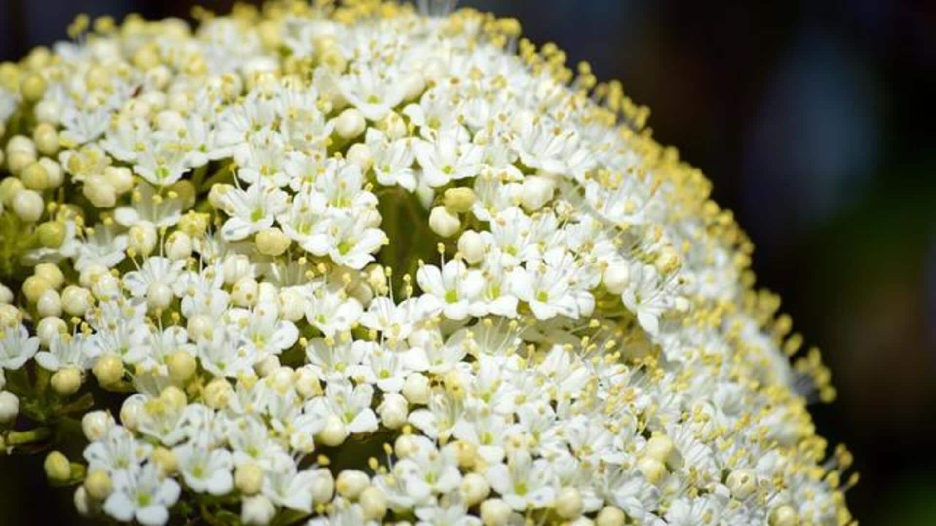 ดอกเอลเดอร์ฟลาวเวอร์: เคล็ดลับเพื่อผิวสวยกระจ่างใสและอ่อนเยาว์