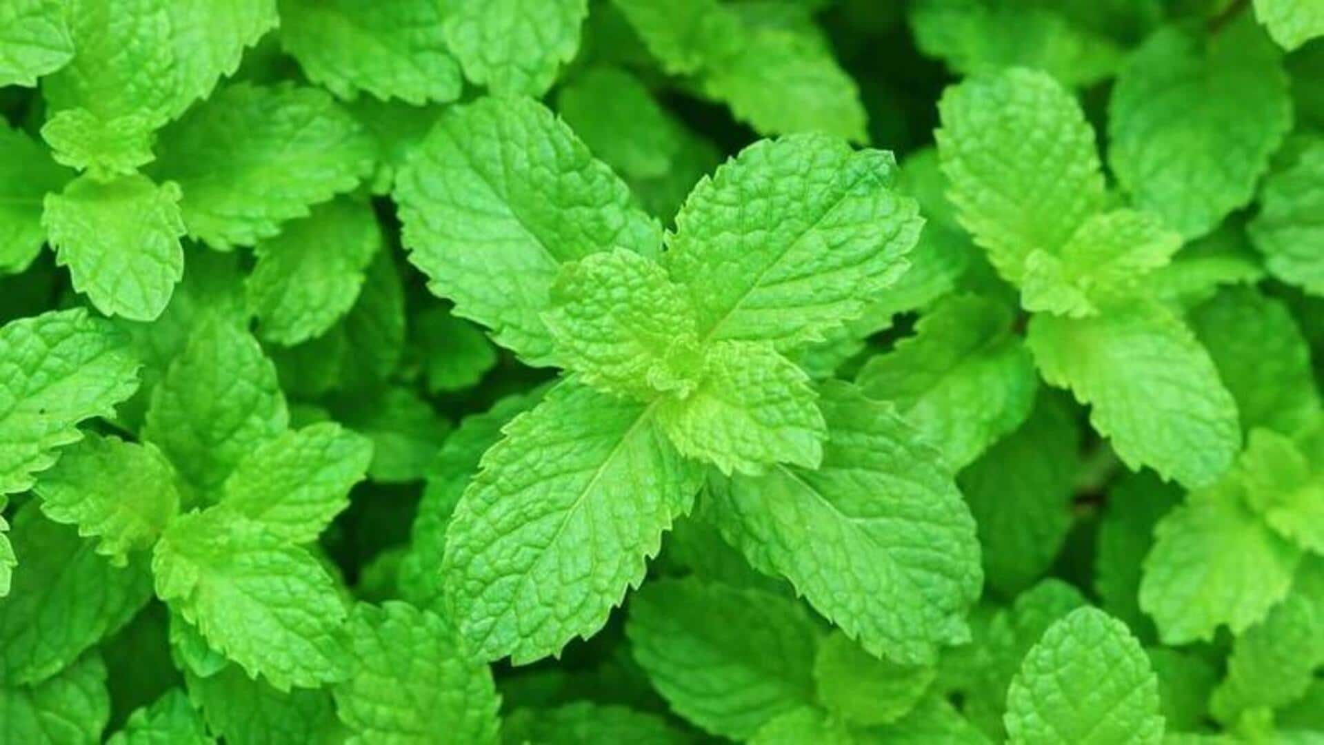 ใบสะระแหน่: เคล็ดลับความงามที่คุณอาจไม่รู้