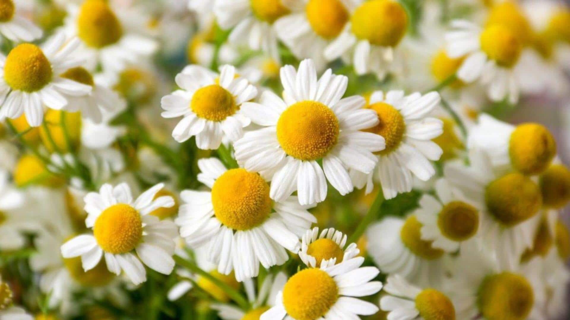 ดอกคาโมมายล์: ประโยชน์สำหรับผิวบอบบางและผิวเปล่งปลั่ง