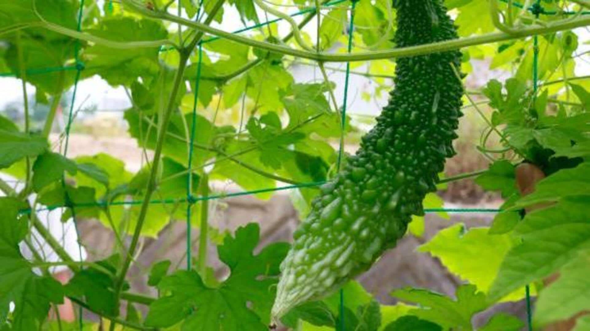 ใบมะระขี้นก: 5 ประโยชน์ความงามเพื่อผิวกระจ่างใส