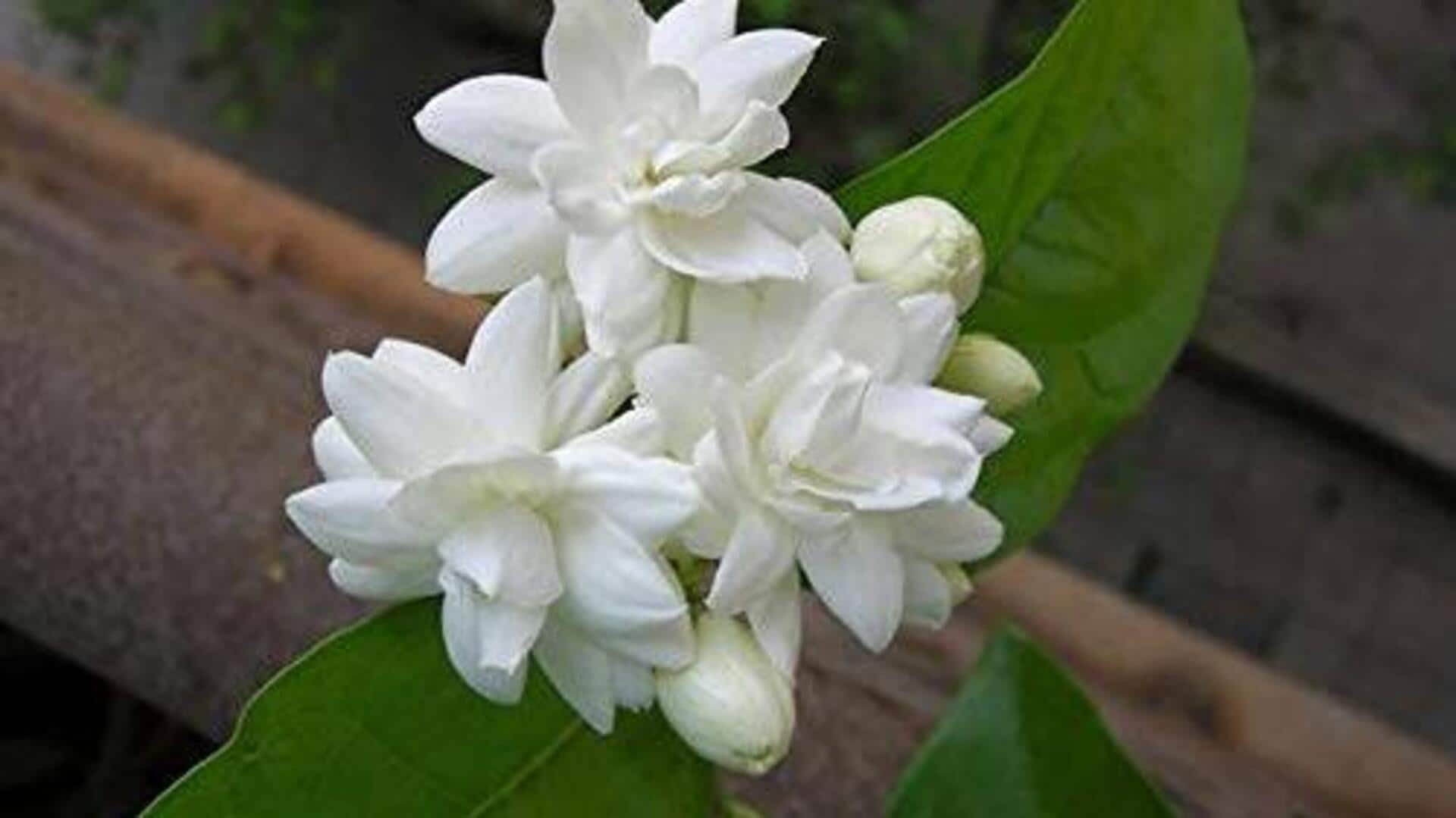 ประโยชน์ของมะลิเพื่อผิวสวยอย่างเป็นธรรมชาติ
