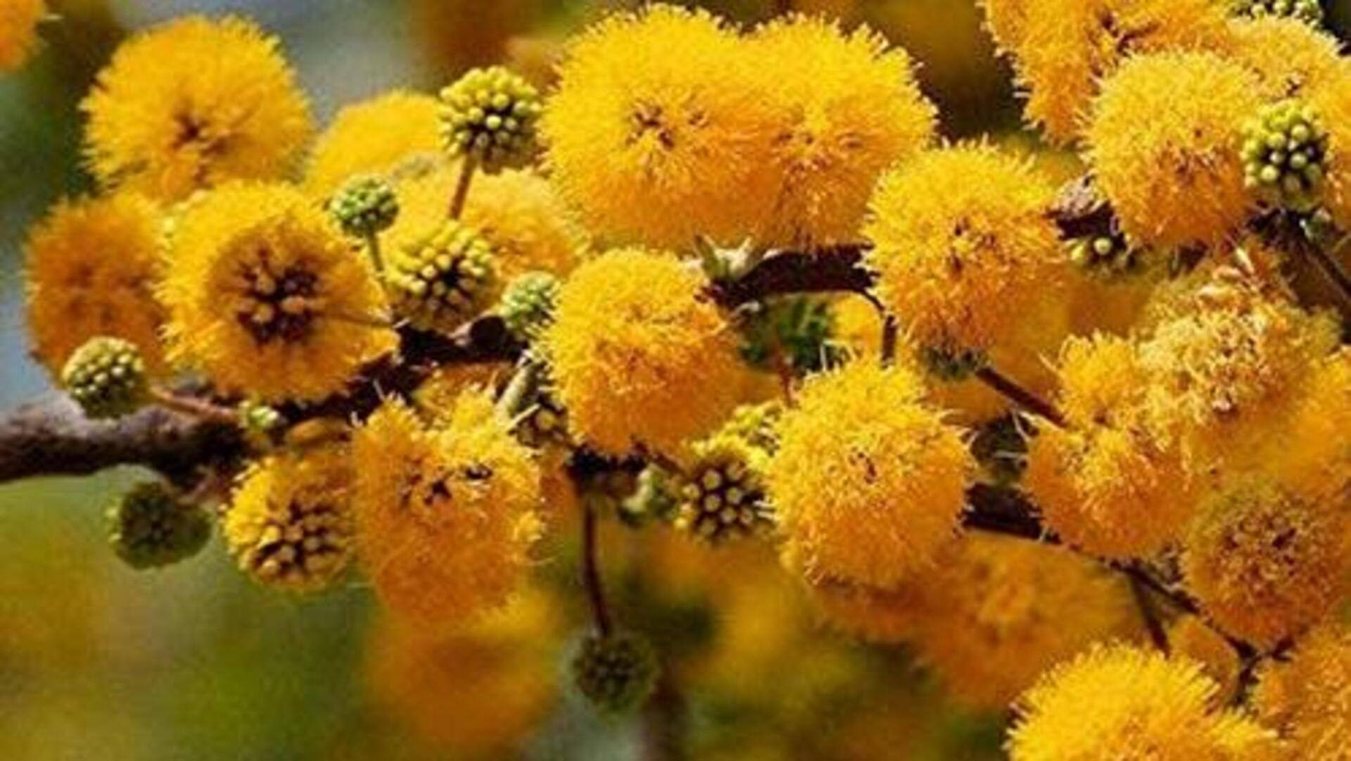 ประโยชน์ความงามของดอกอะคาเซียเพื่อผิวเปล่งปลั่ง