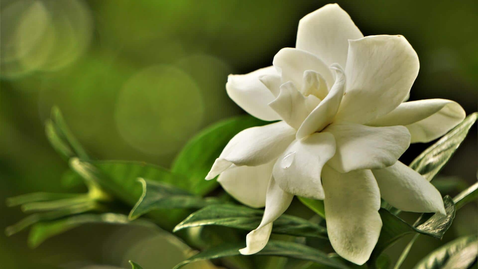ประโยชน์ของสารสกัดการ์ดีเนียเพื่อผิวสวยเรียบเนียนและกระจ่างใส