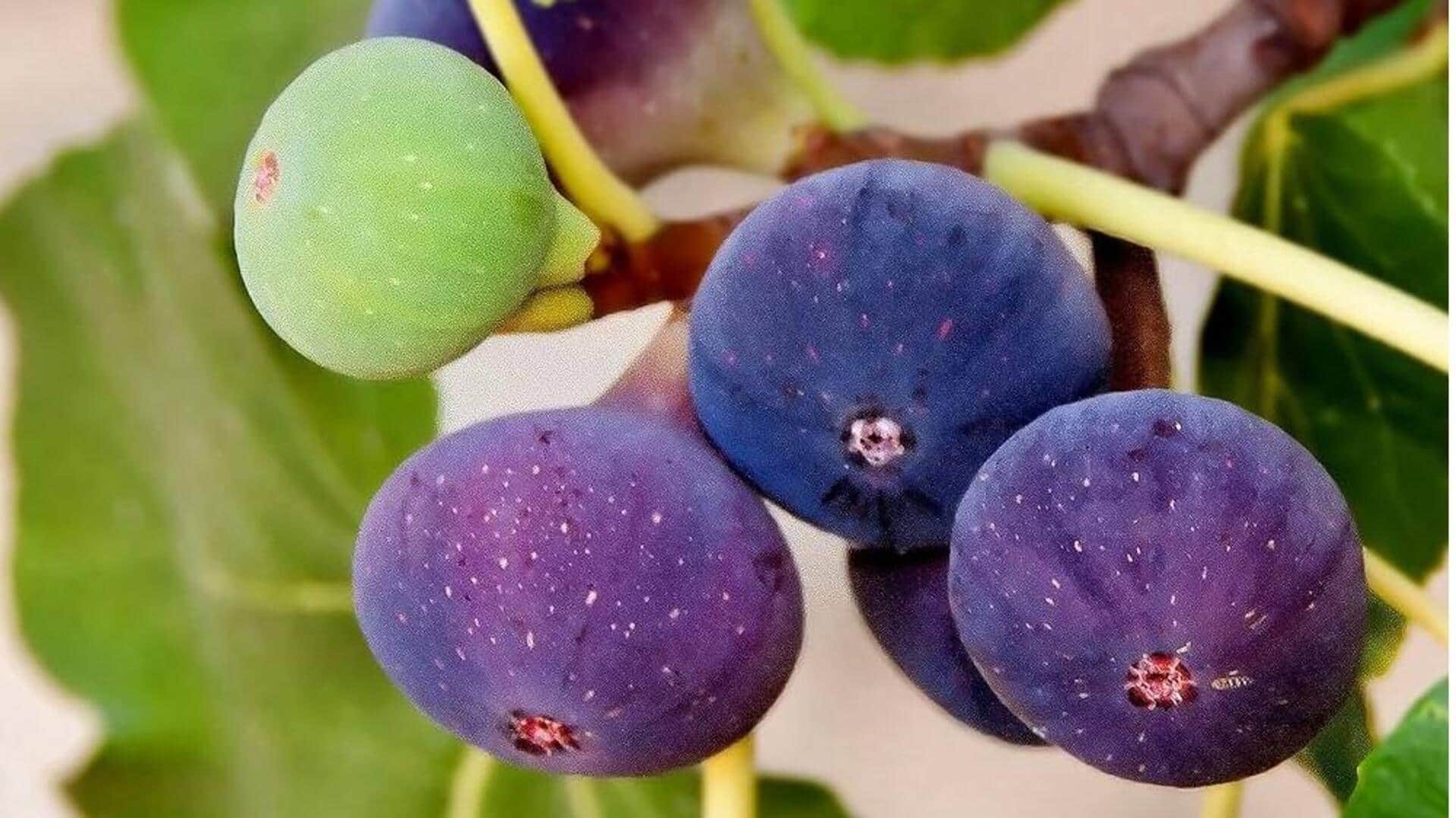 5 สูตรมะเดื่อทะเลไทยที่อร่อยทุกฤดูกาล