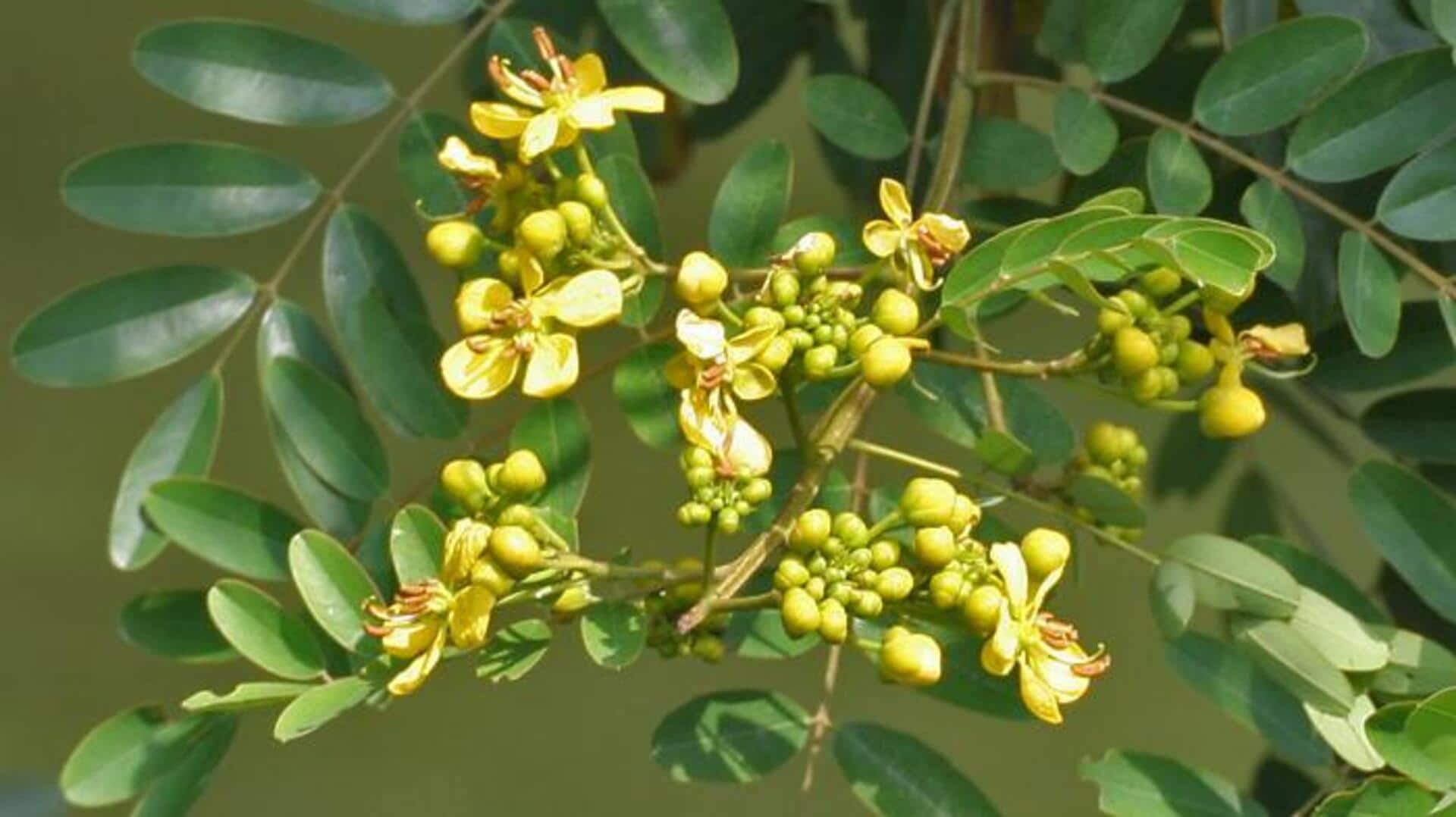 ประโยชน์ของต้นชิโรยาหรือขี้เหล็กต่อผิวสวยไร้ที่ติ