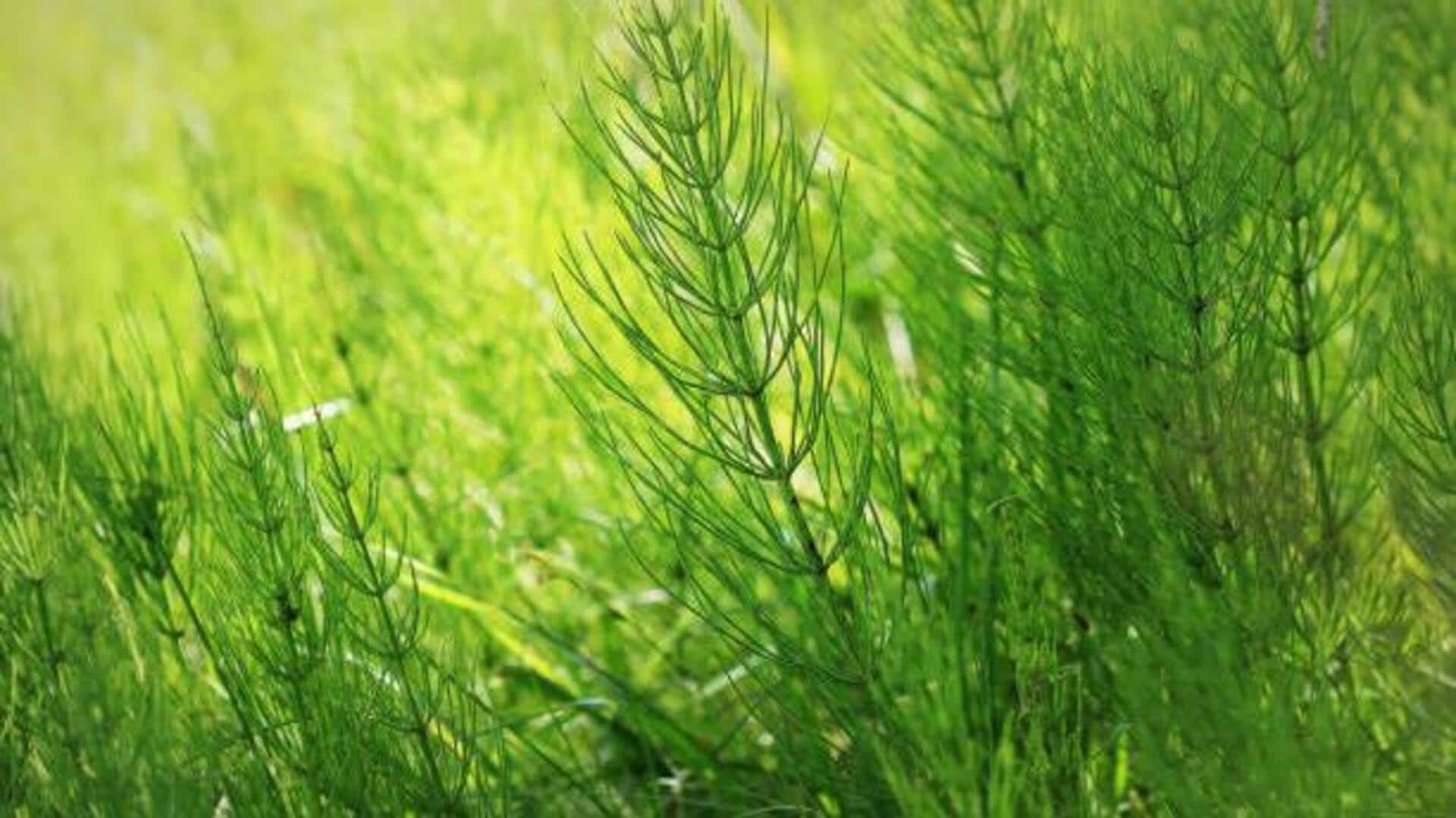 ประโยชน์ของหญ้าหางม้าต่อการปรับสภาพผิว