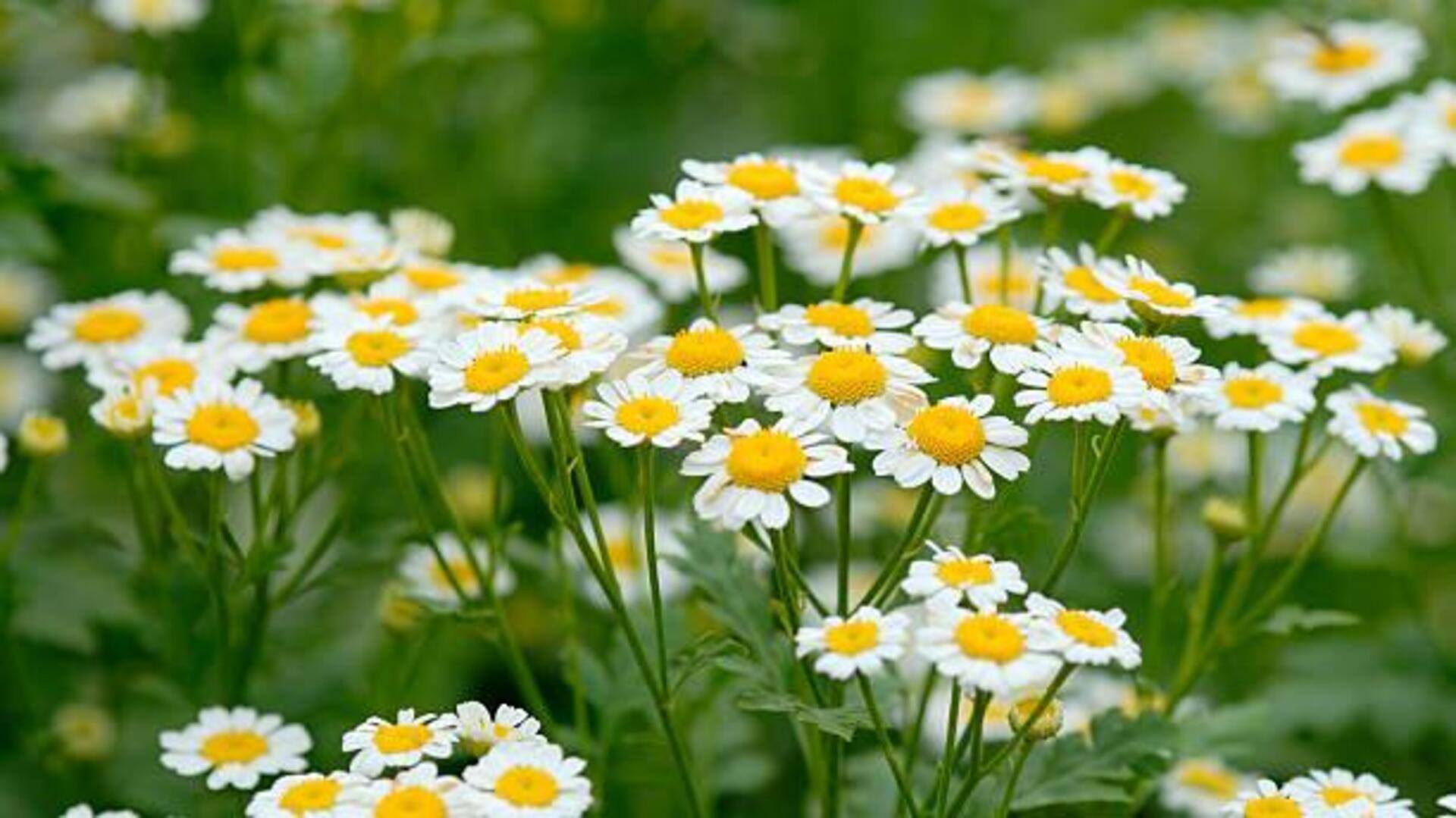 ดอกคาโมมายล์: ฟื้นบำรุงผิวด้วยคุณประโยชน์อันน่าทึ่ง