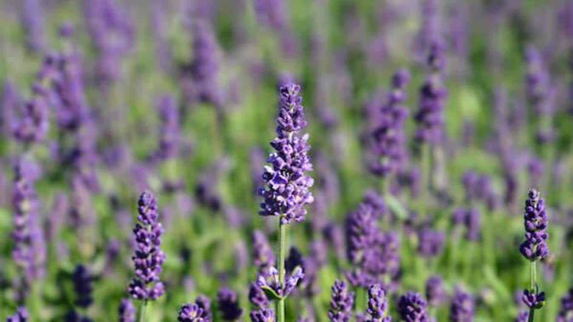 ประโยชน์ความงามของลาเวนเดอร์เพื่อผิวใสและสงบ