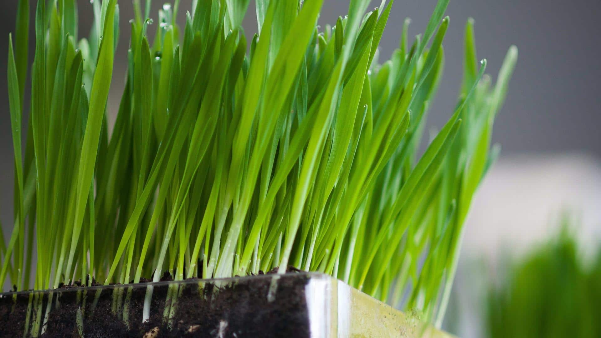 ต้นอ่อนข้าวสาลี (Wheat Grass): เคล็ดลับผิวใสที่ไม่ควรมองข้าม