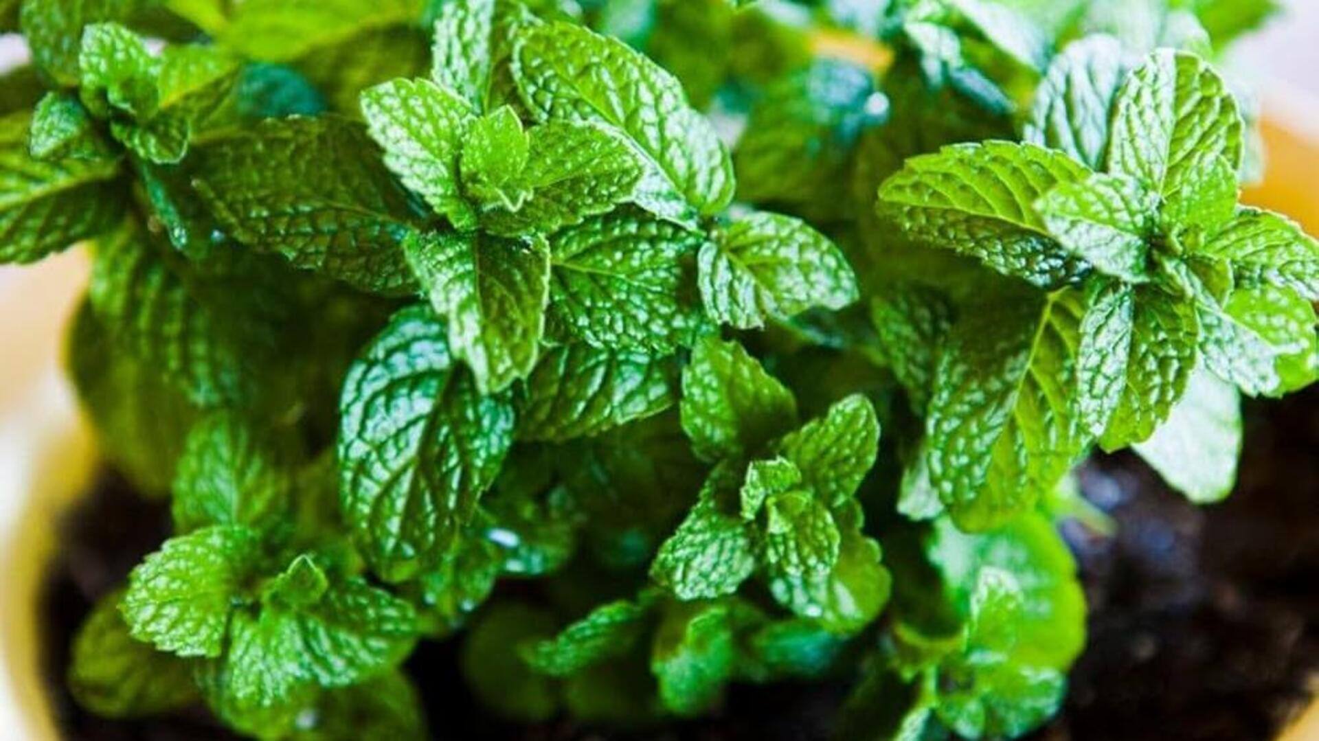 ประโยชน์ด้านความงามของสะระแหน่เพื่อผิวใสและอ่อนเยาว์