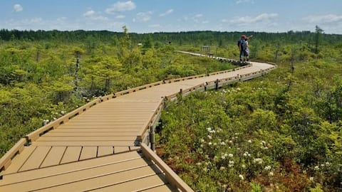 เดินเล่นบนสะพานไม้พีทบ็อกในไอร์แลนด์