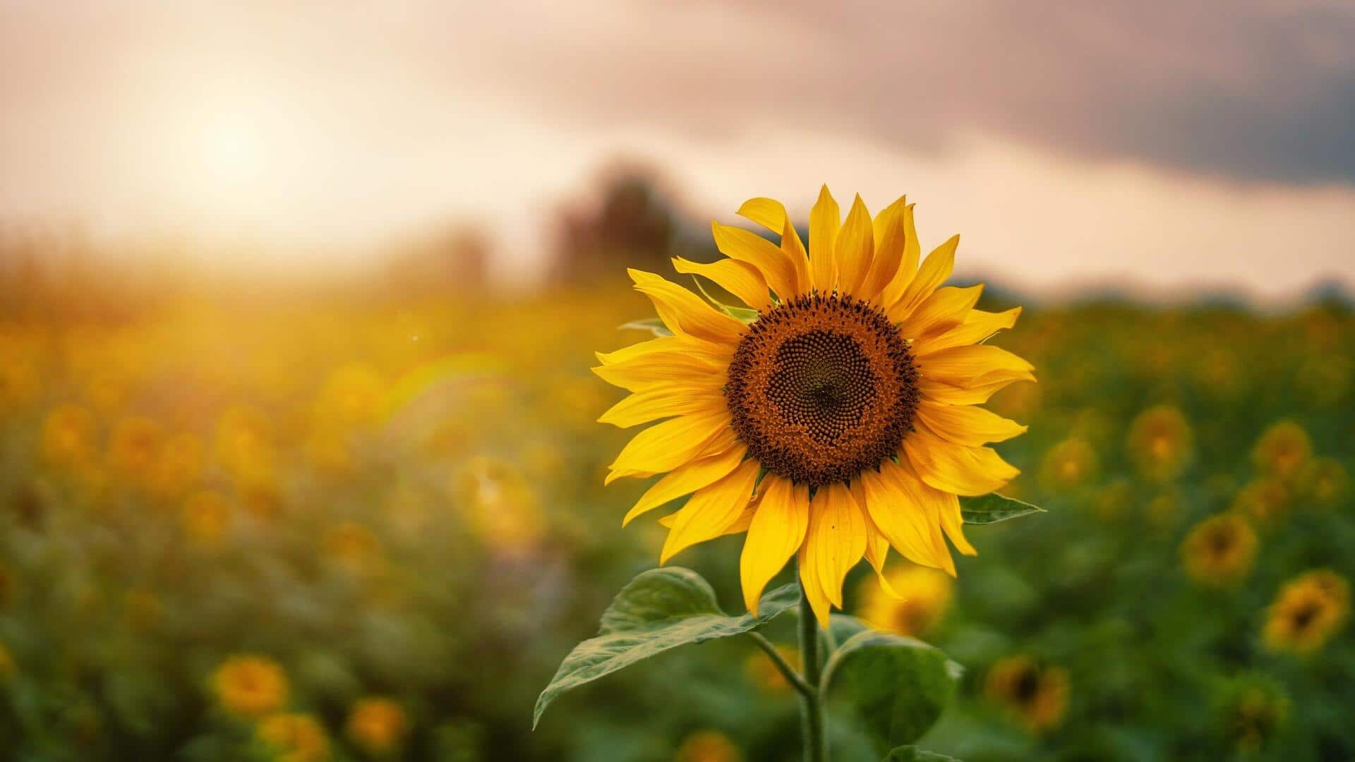 กลีบดอกทานตะวัน: เคล็ดลับสู่ผิวเปล่งประกายอย่างเป็นธรรมชาติ