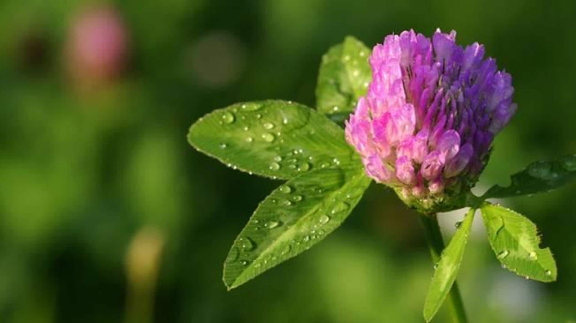 ประโยชน์ของดอกโคลเวอร์แดงเพื่อผิวดูอ่อนเยาว์