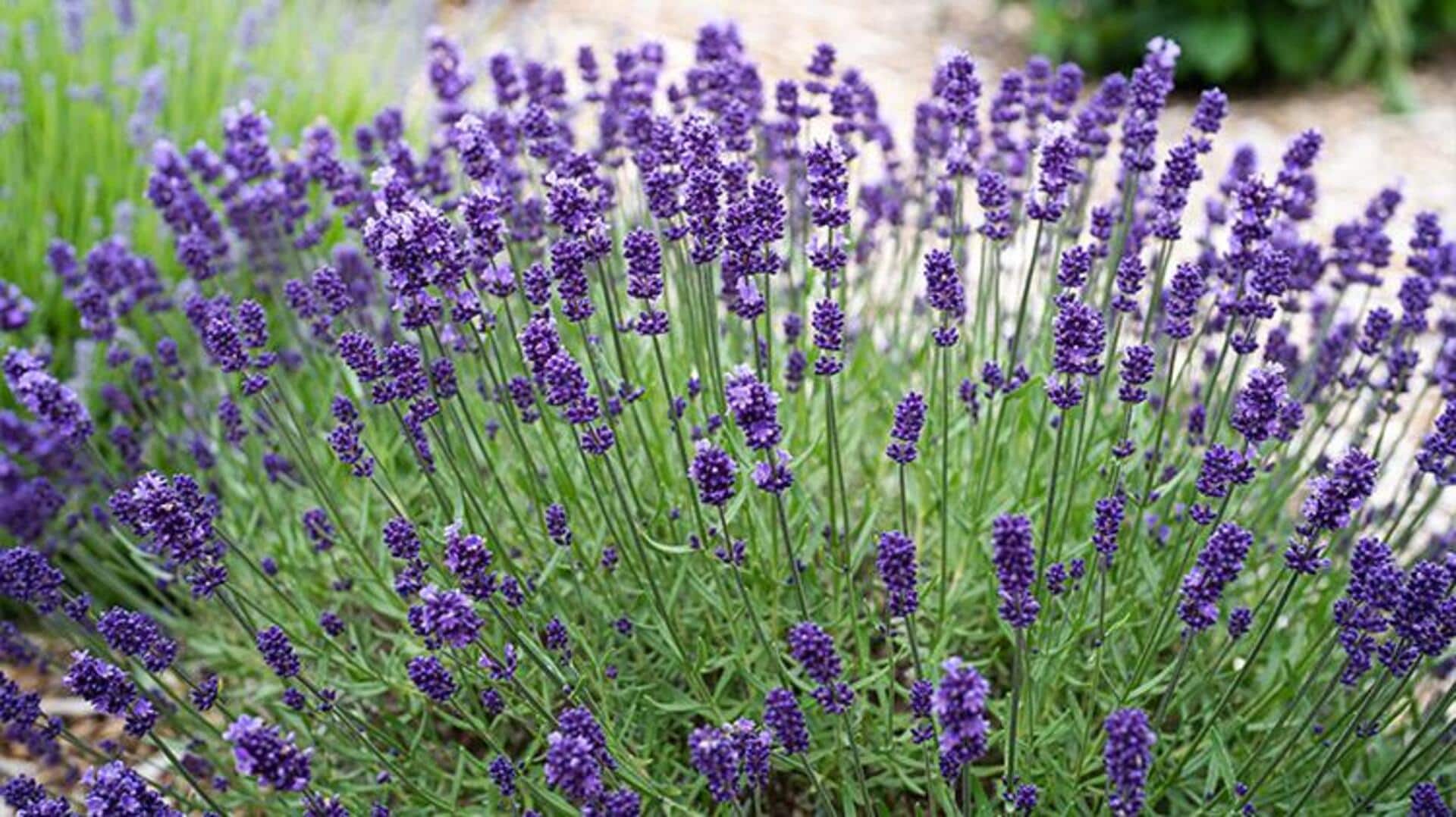 ประโยชน์ของลาเวนเดอร์เพื่อผิวสวยและสดชื่น