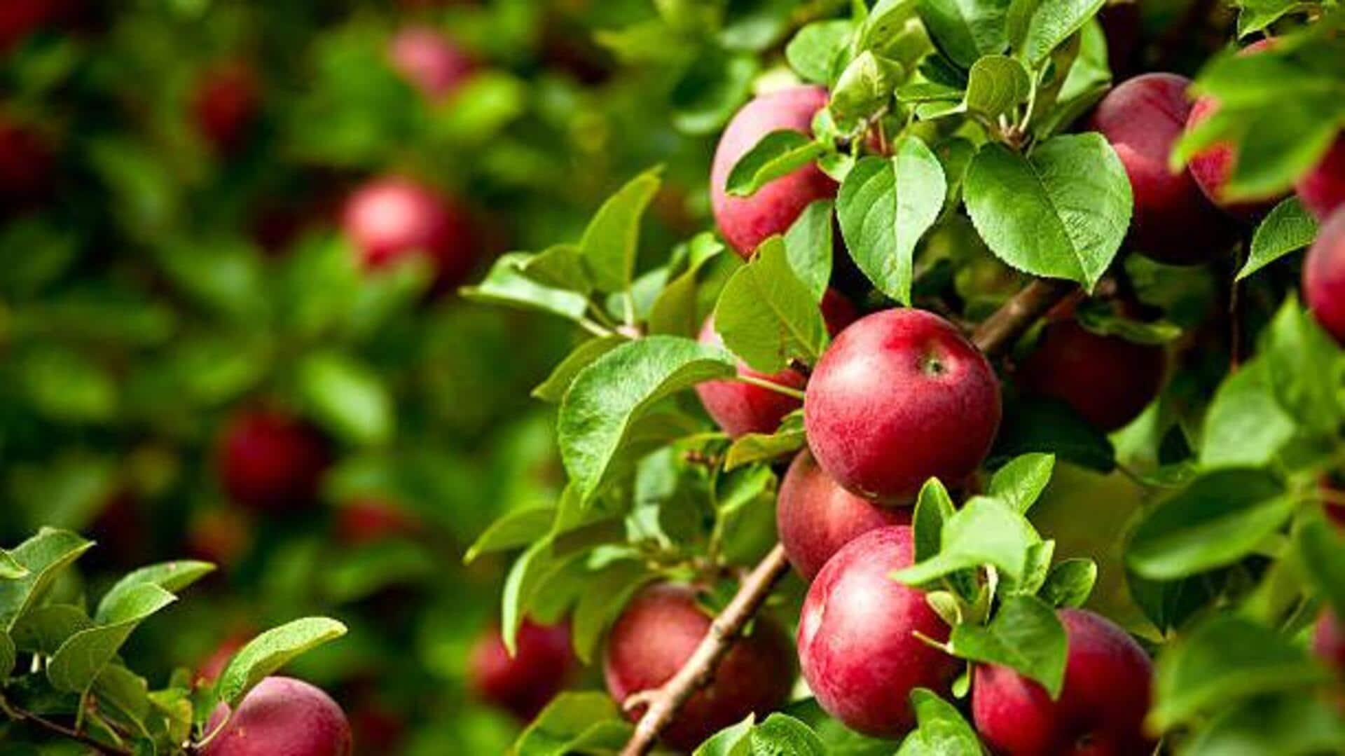 ใบแอปเปิ้ล: เคล็ดลับสู่ผิวใสเปล่งปลั่ง