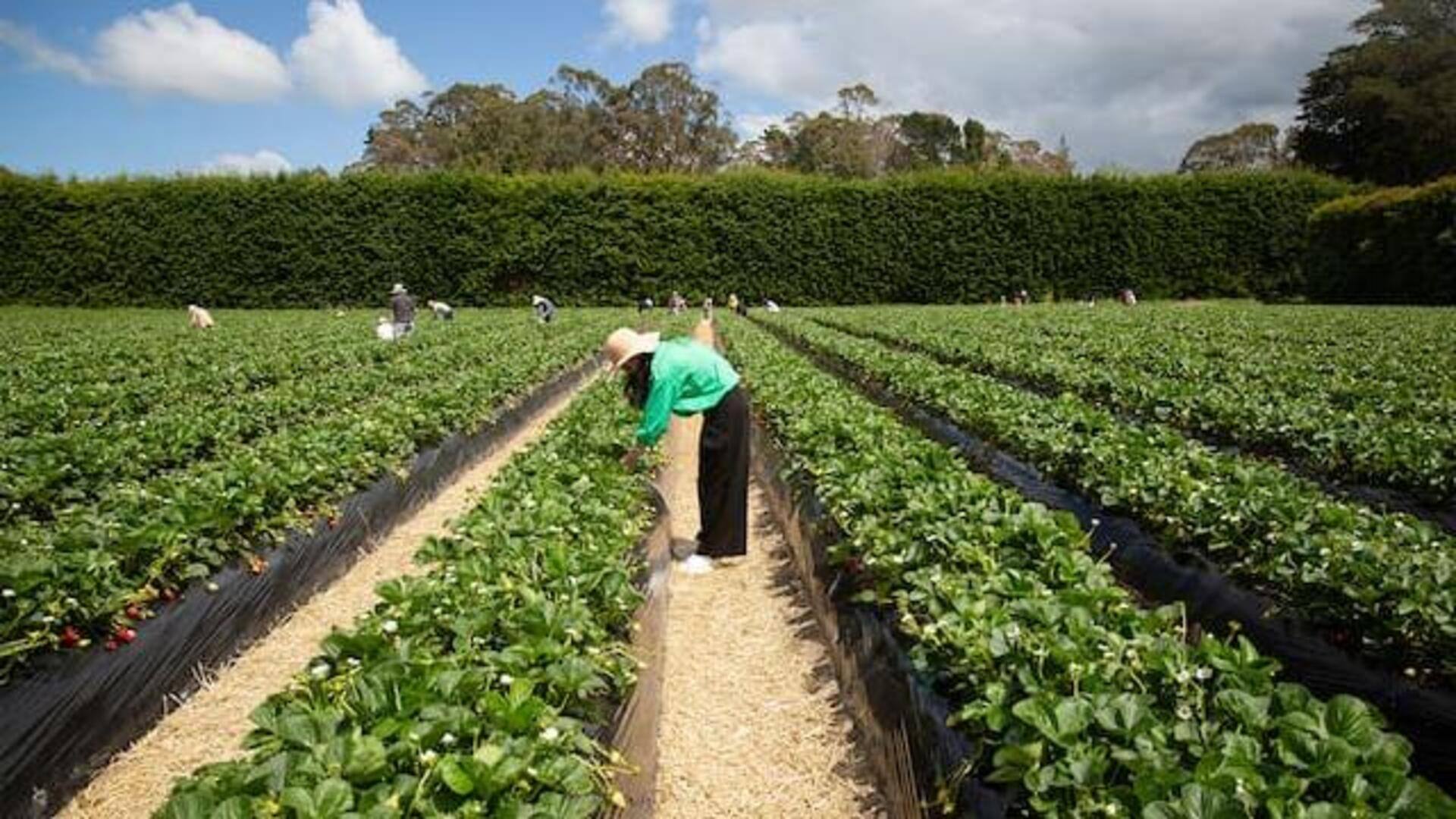 ฟาร์มใกล้เมืองโอ๊คแลนด์ที่เหมาะกับครอบครัว