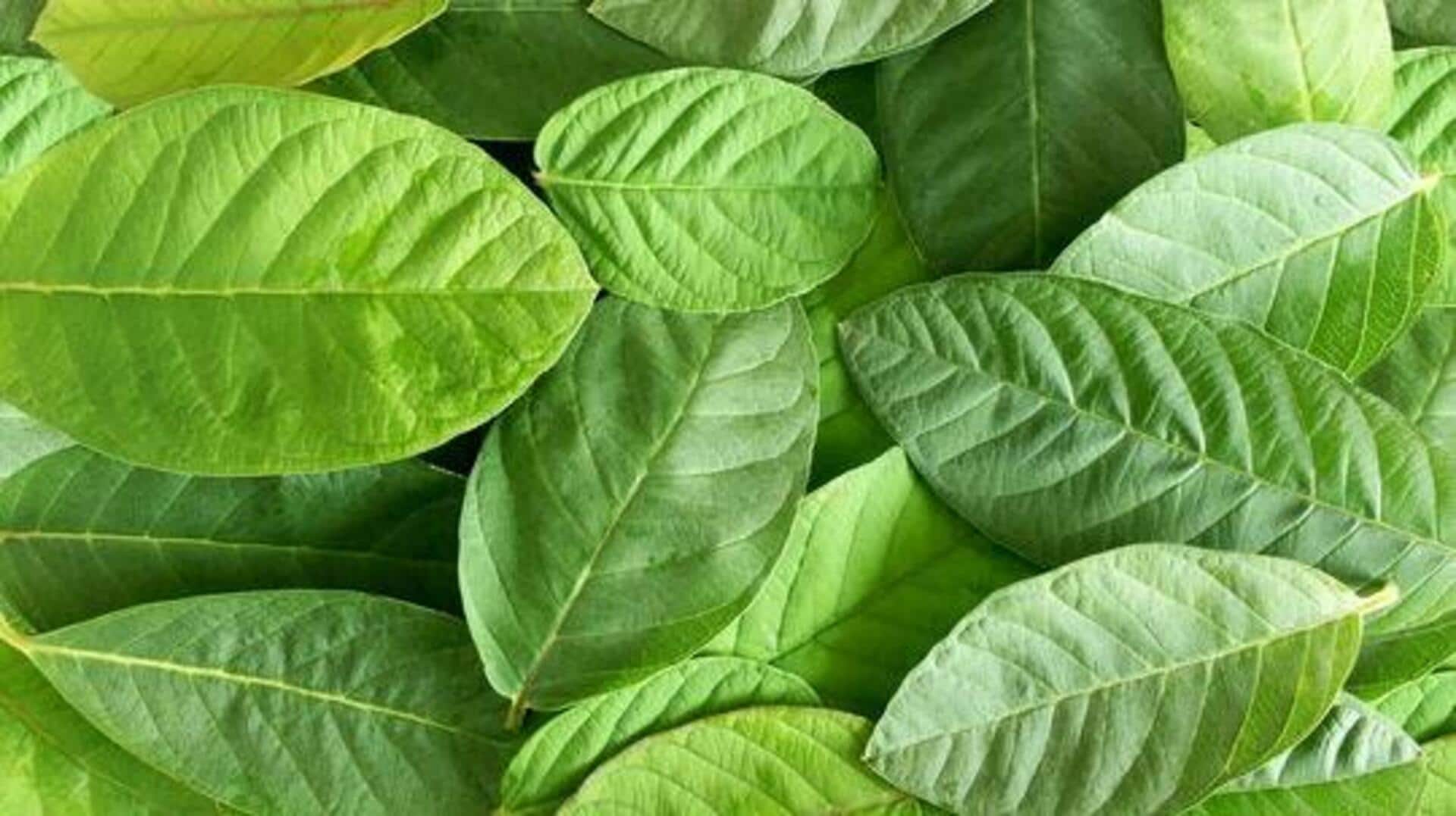 ใบฝรั่ง: เคล็ดลับผิวอ่อนเยาว์จากธรรมชาติ
