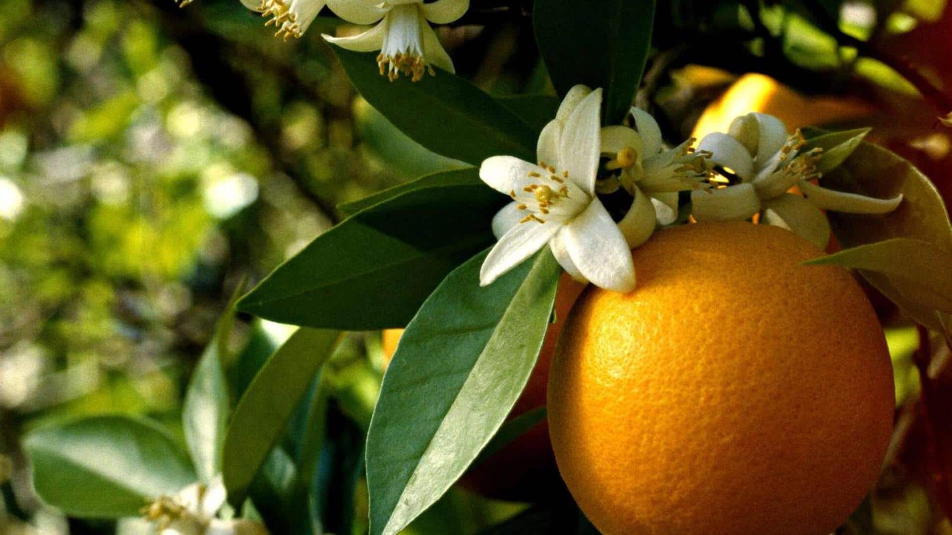 น้ำดอกส้ม: มอบความสดชื่นและบำรุงผิวอย่างเป็นธรรมชาติ