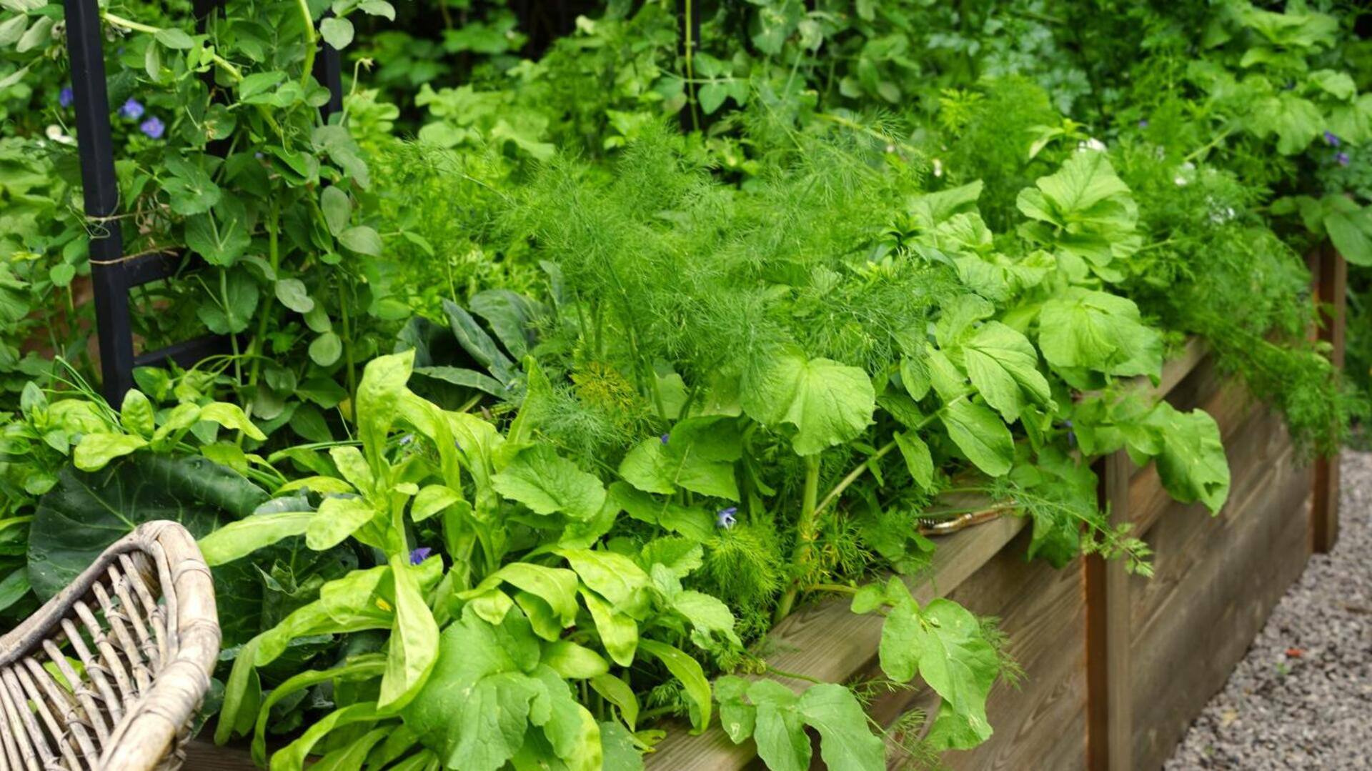 การปลูกสมุนไพรเพื่อเสริมสร้างความชัดเจนในชีวิต