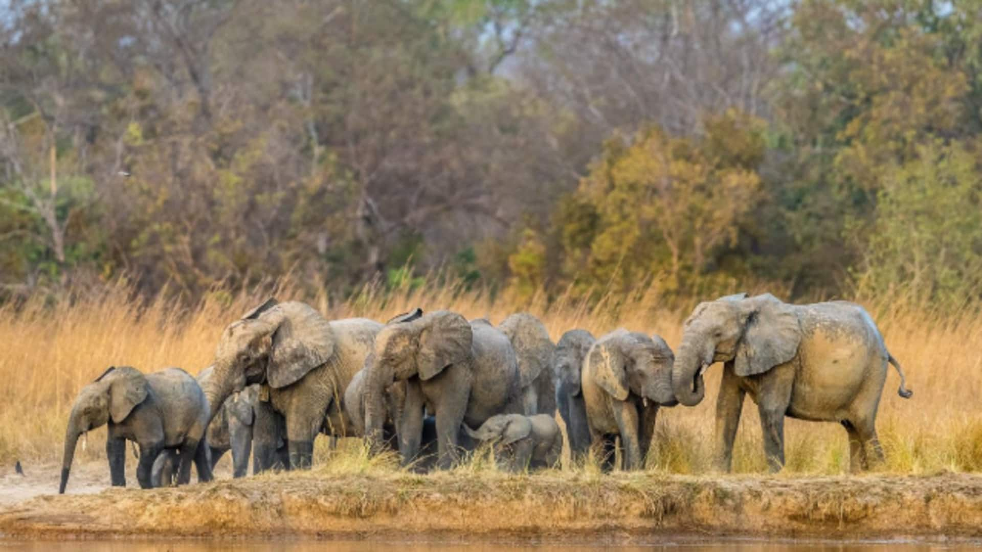 สำรวจความงามของอุทยานแห่งชาติเปนจารีในเบนิน