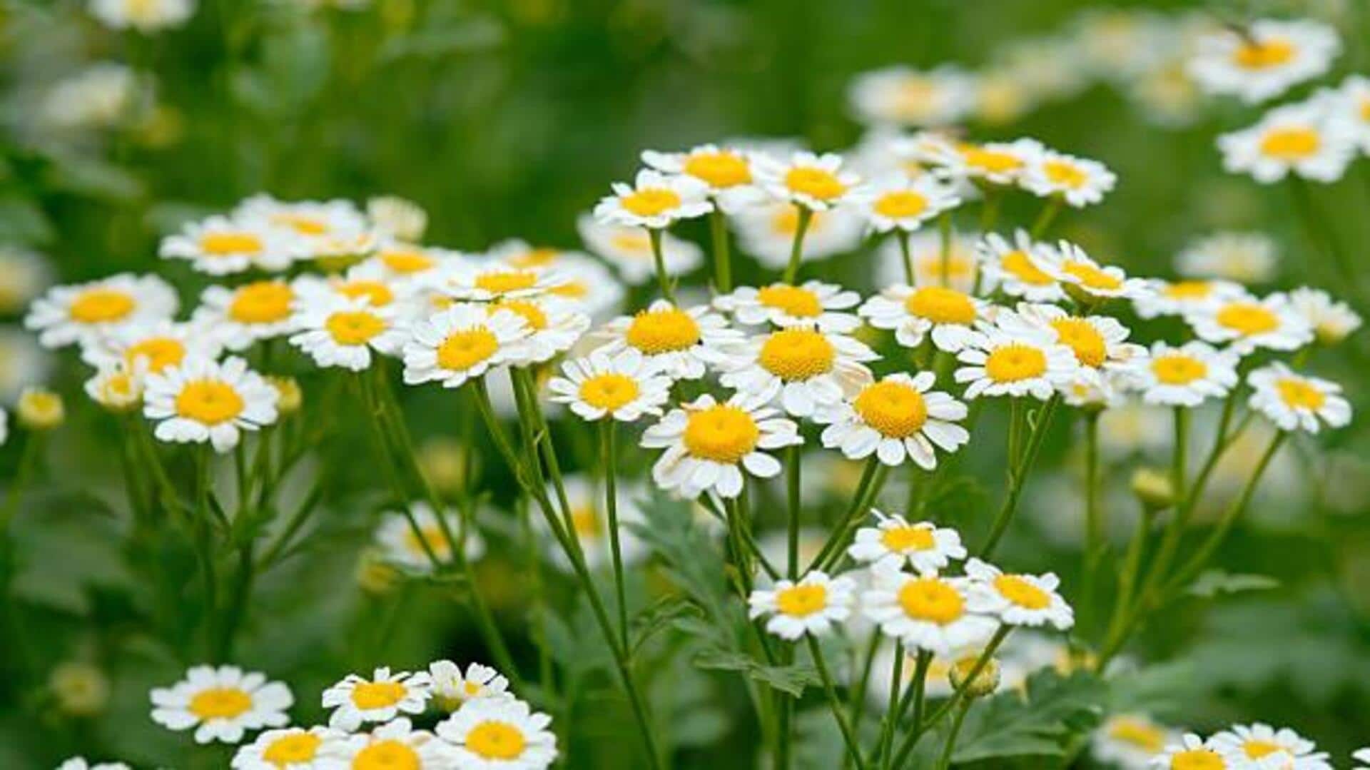 สารสกัดดอกคาโมมายล์: ประโยชน์ด้านความงามเพื่อผิวเปล่งปลั่ง