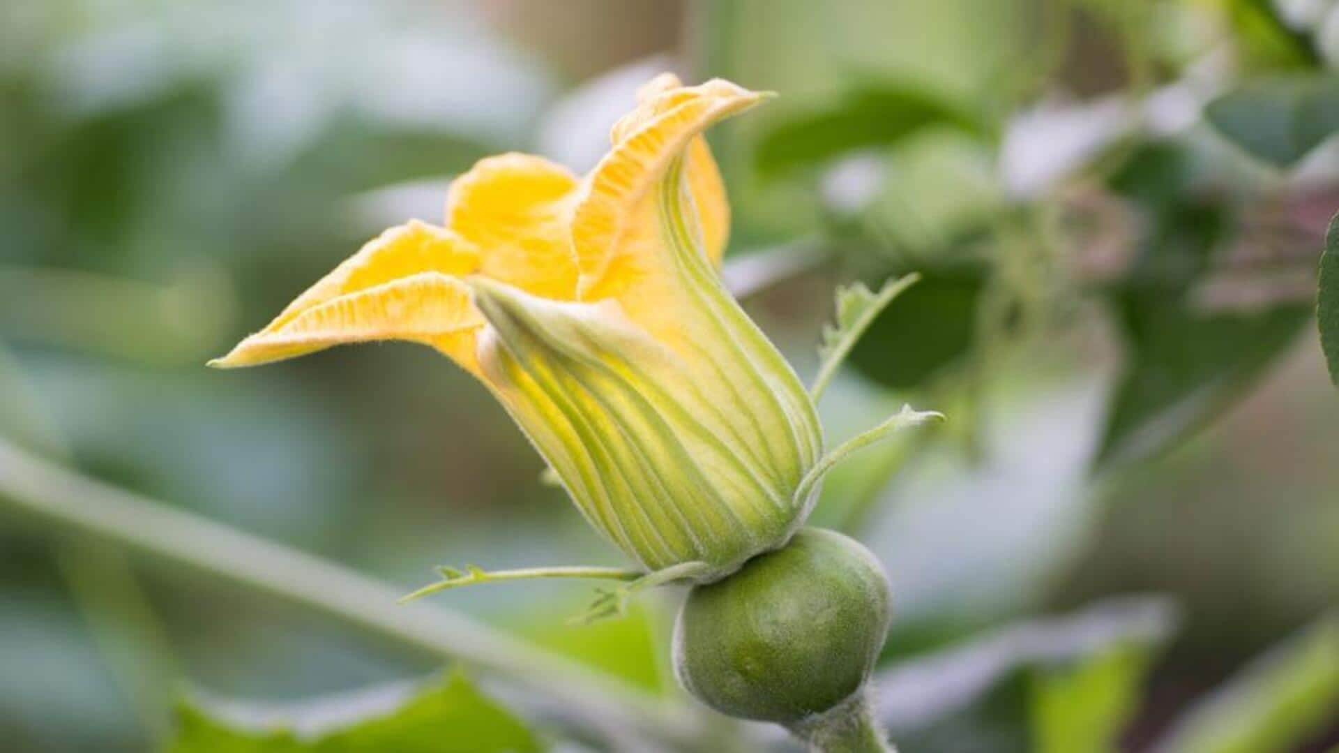ดอกฟักเขียวผัด: เมนูมังสวิรัติไทยที่สดใหม่และดีต่อสุขภาพ