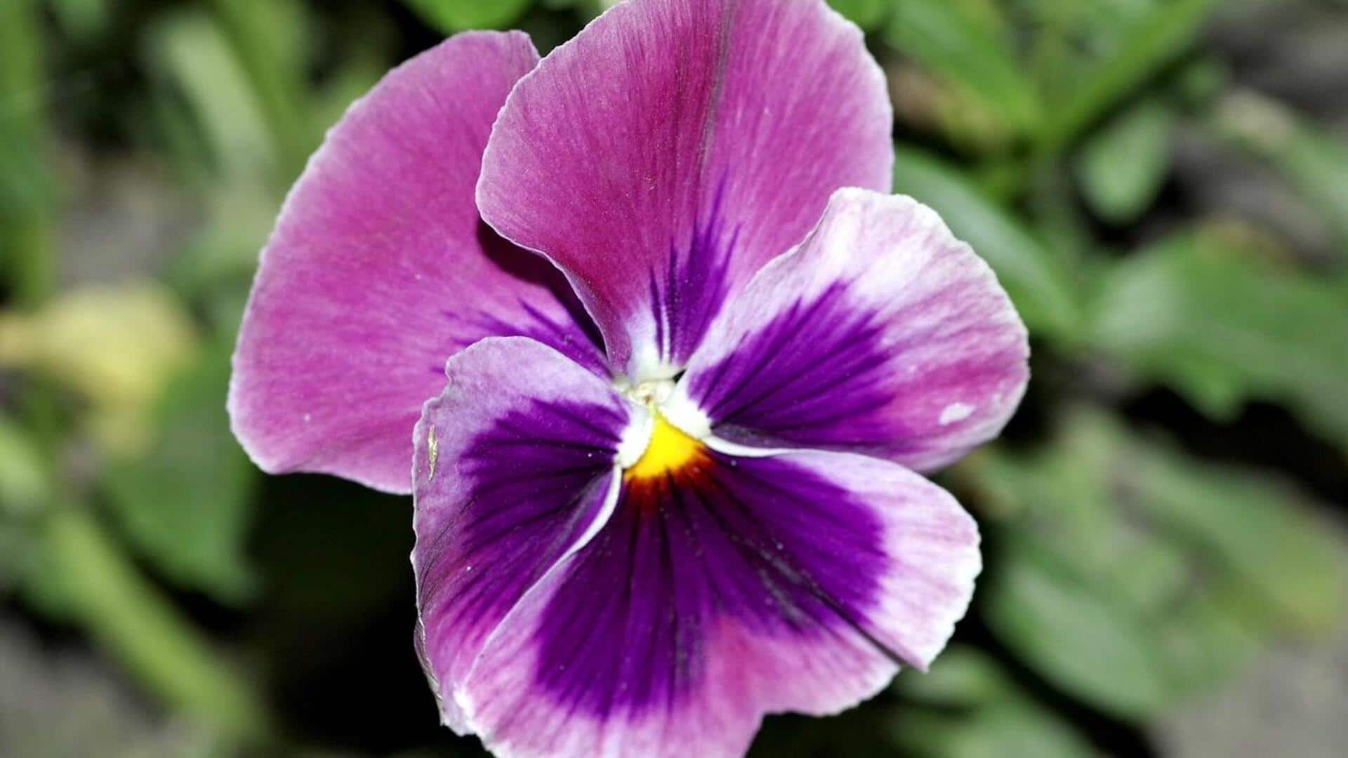 ประโยชน์ด้านความงามของหน้ากากดอกพานซี