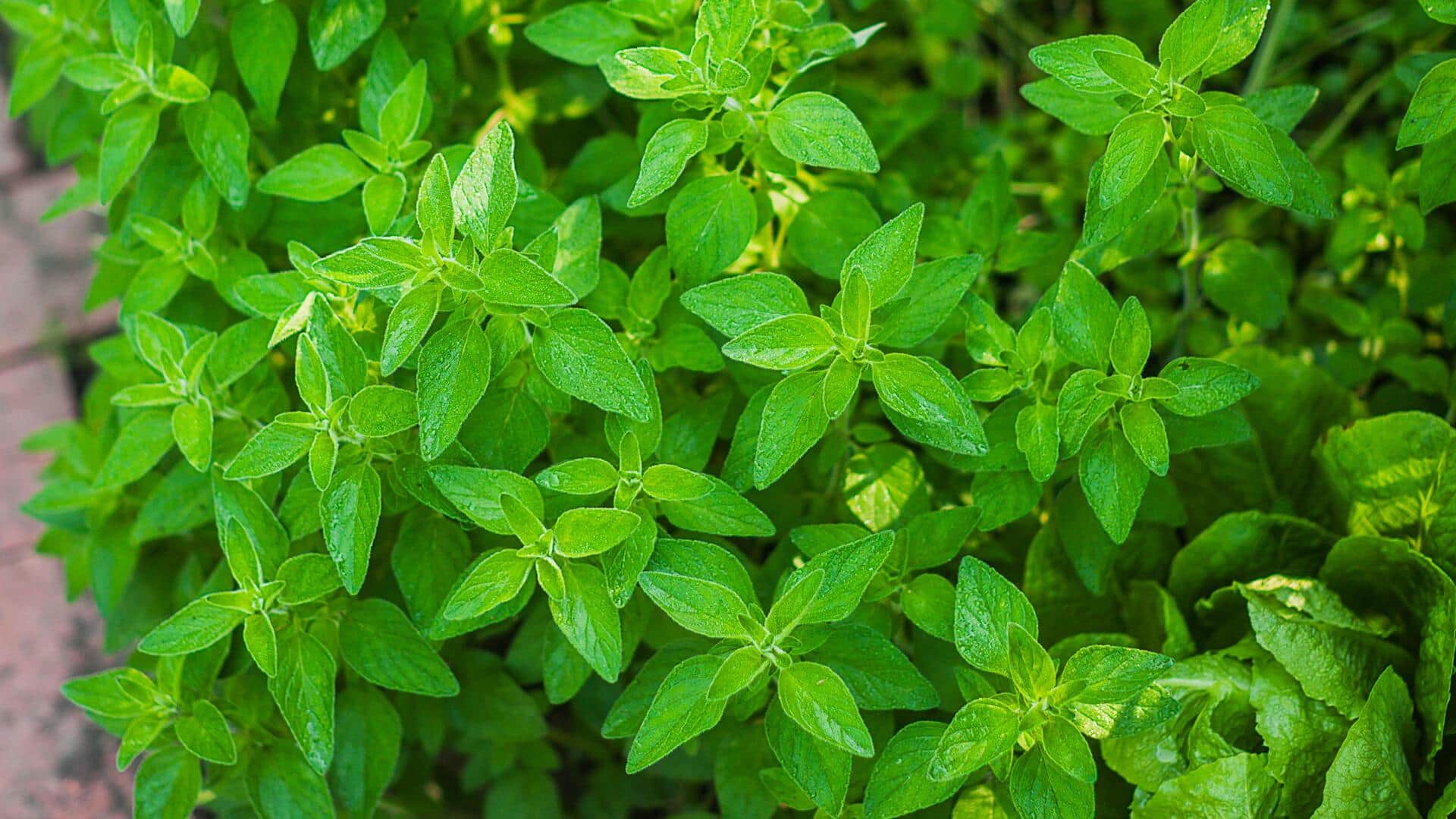 ออริกาโน: เผยประโยชน์ความงามเพื่อผิวเปล่งปลั่ง