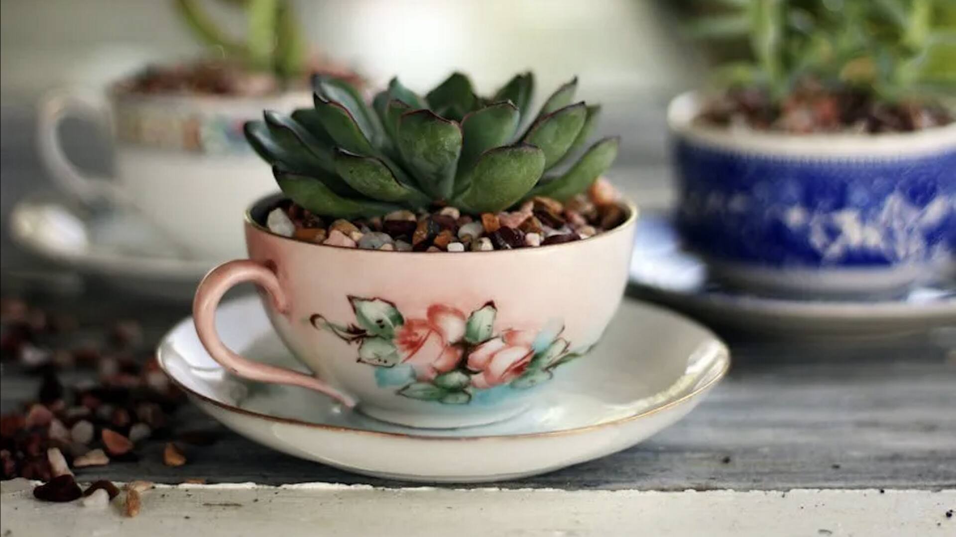 ถ้วยชาเก่า กลายเป็นกระถางต้นไม้สุดน่ารัก