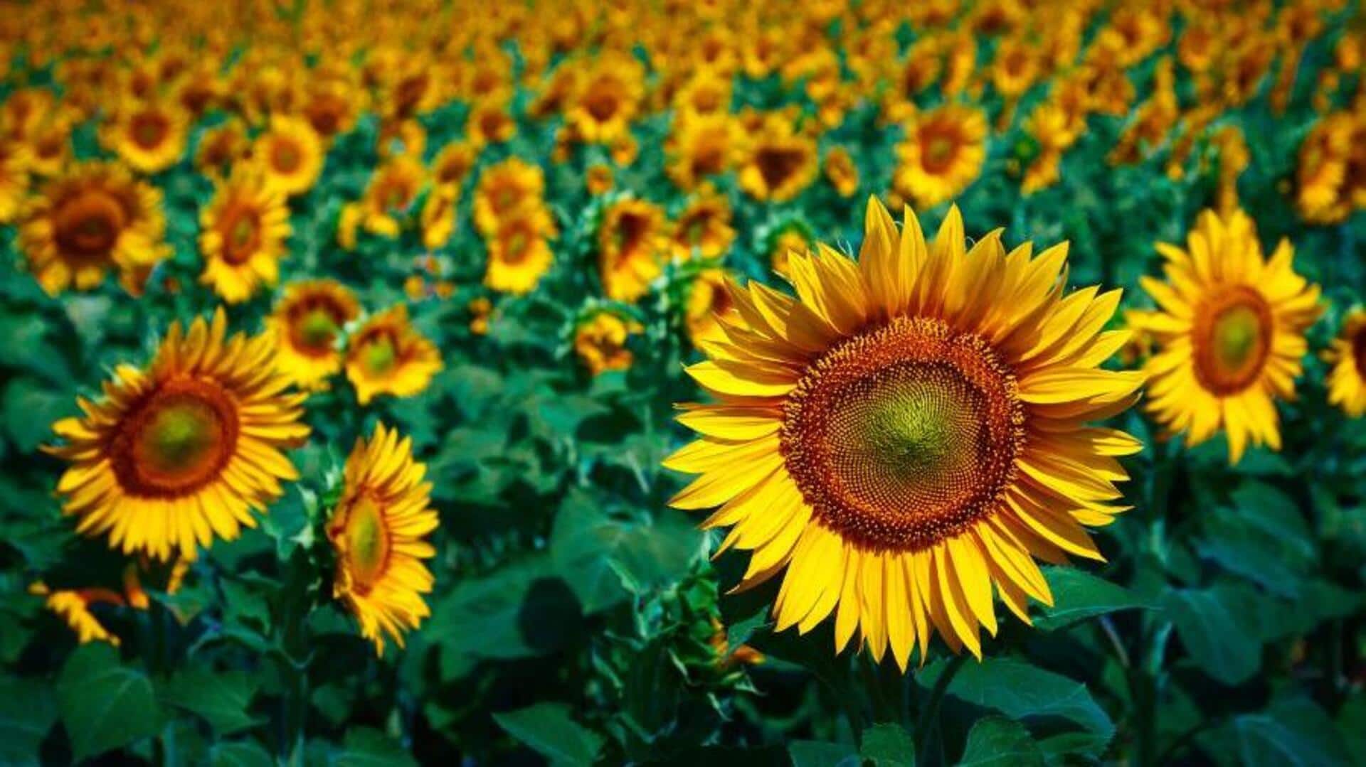 ทุ่งดอกทานตะวันที่สวยงามในออสเตรีย