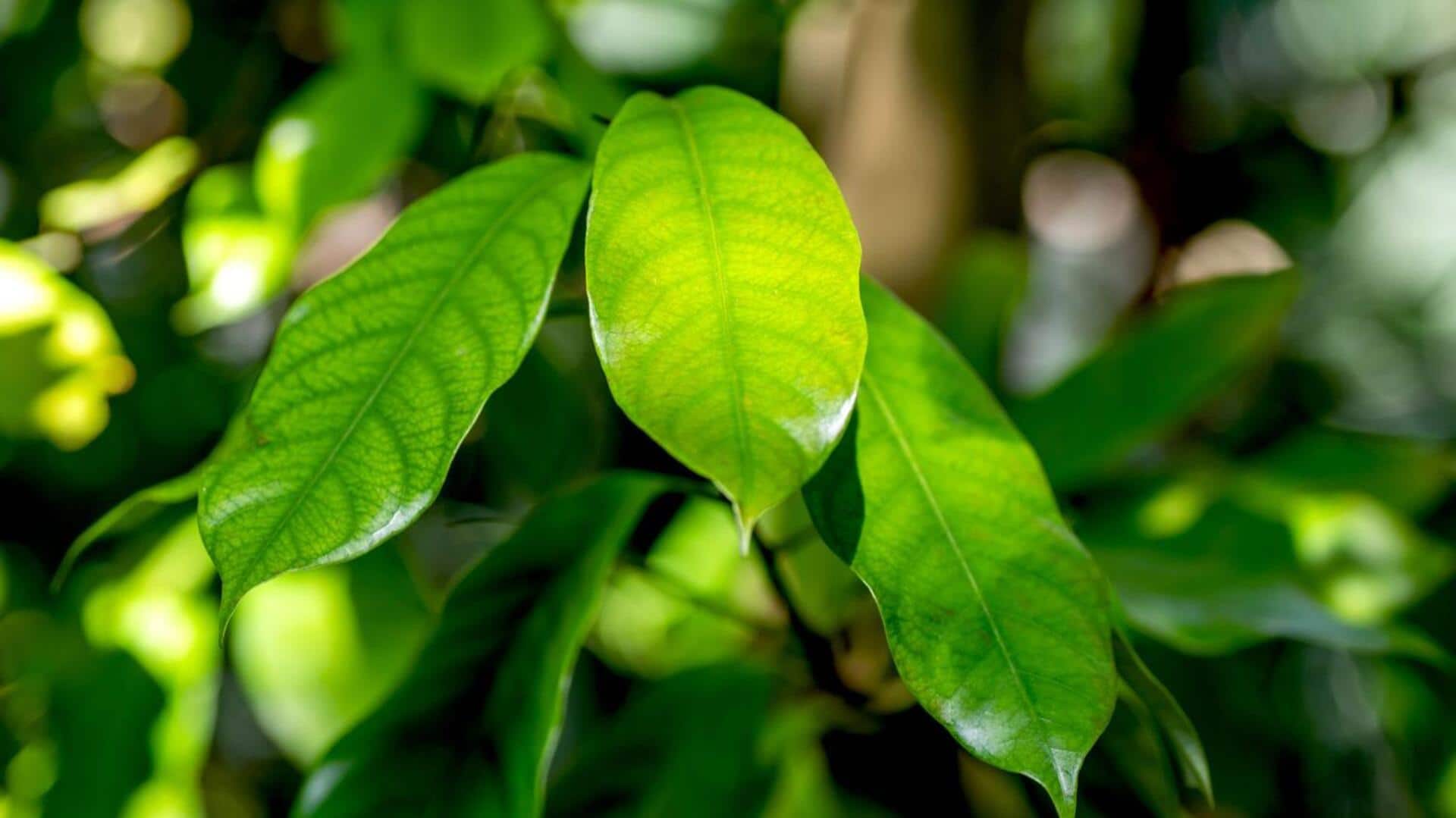 ใบลูกจันทน์: ประโยชน์เพื่อผิวสวยและสุขภาพที่ดี