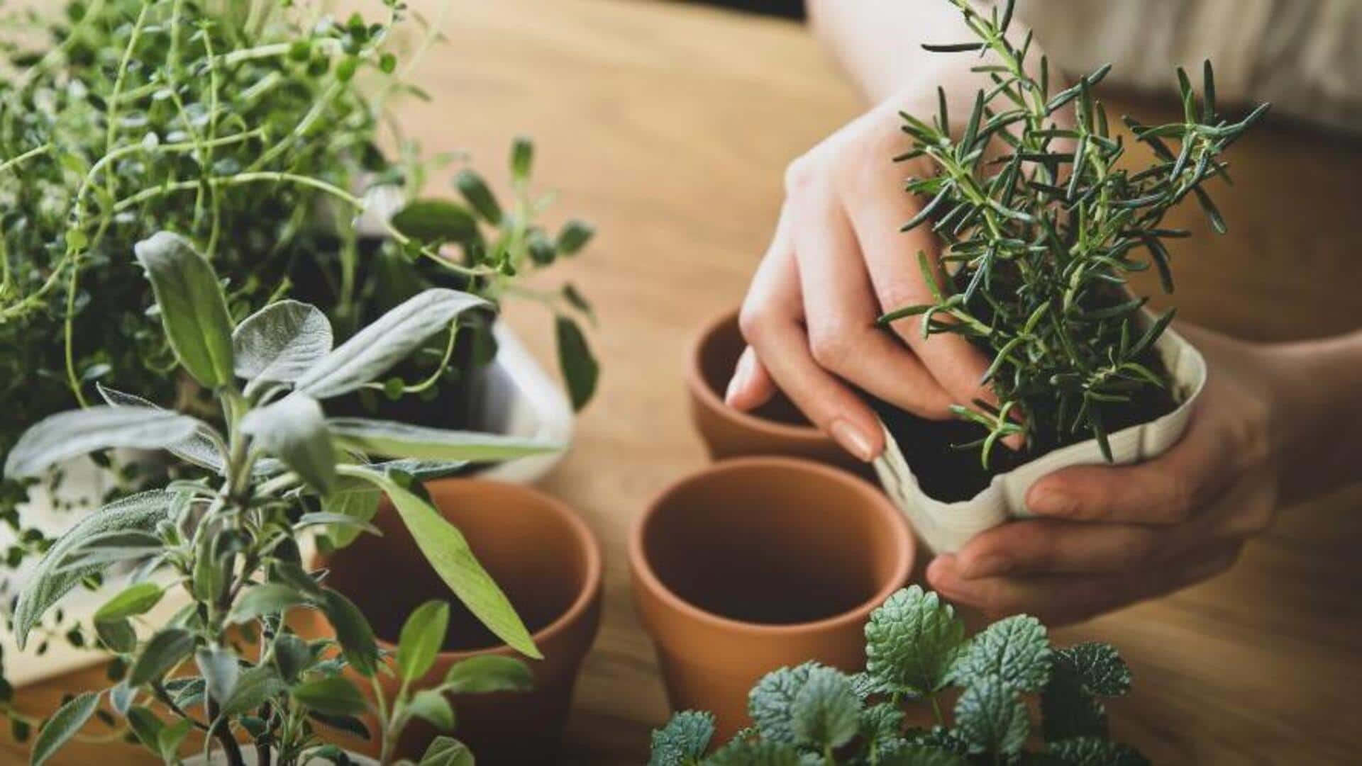 ปรับเช้าวันใหม่ด้วยการปลูกสมุนไพรในบ้าน