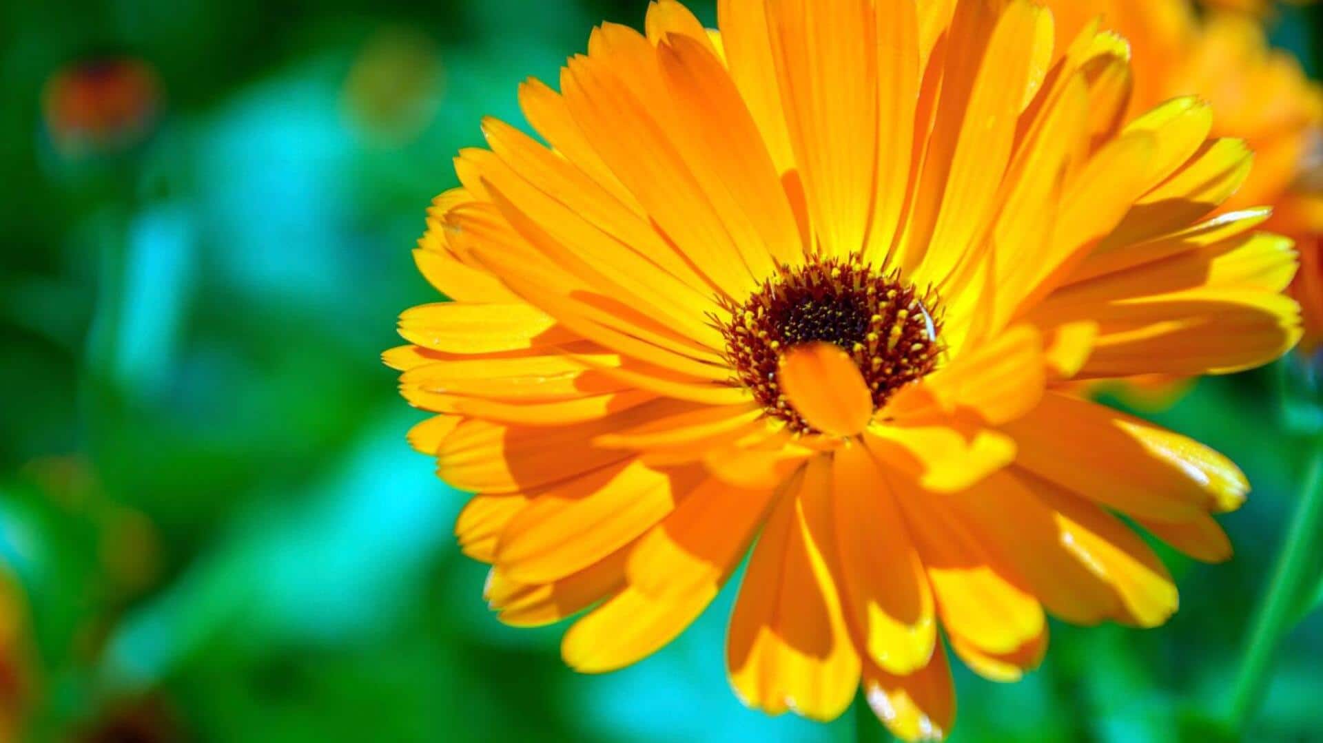 ประโยชน์ด้านความงามของดอกคาลันด์ล่าเพื่อผิวสวยเปล่งปลั่ง