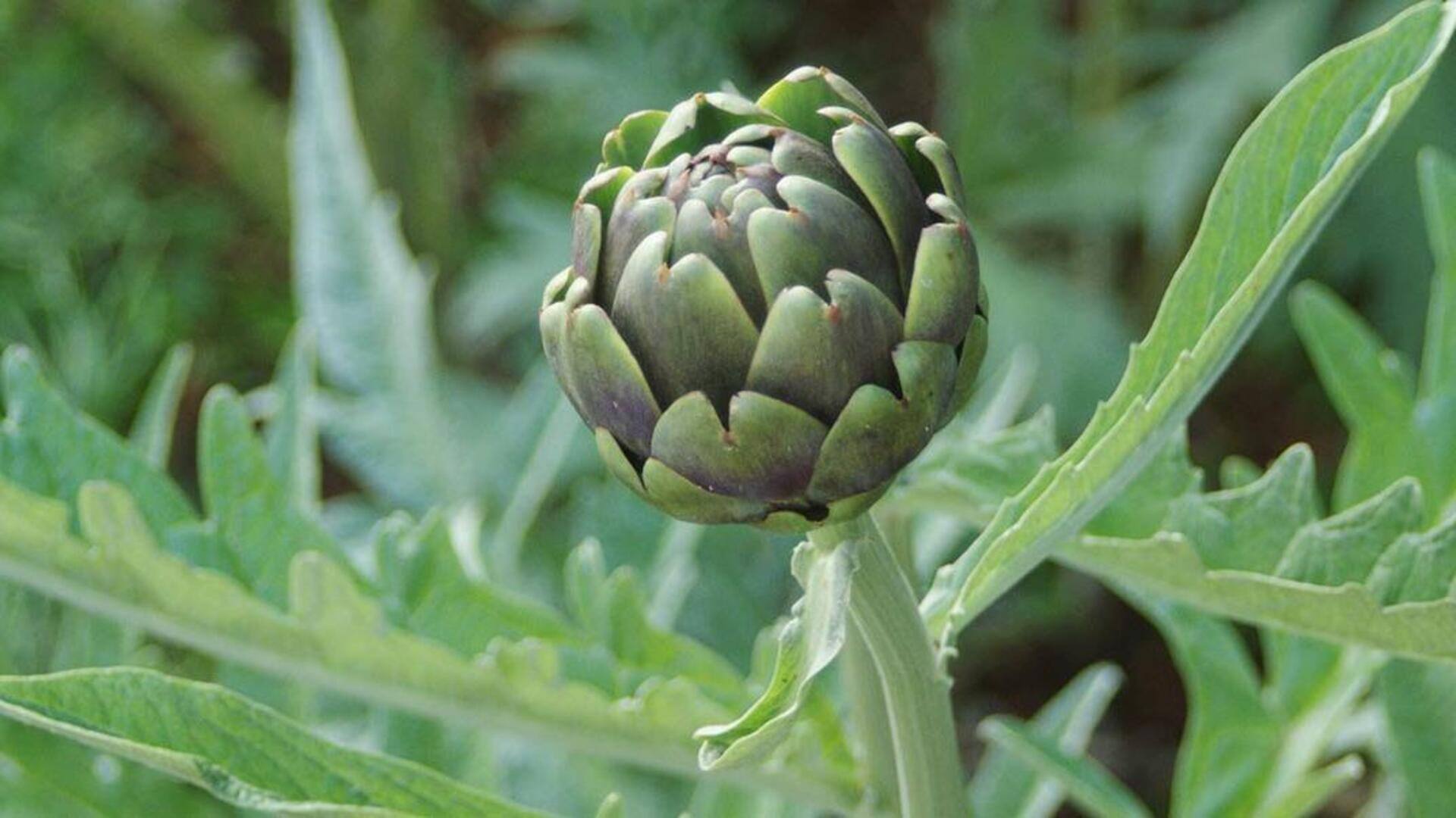 ใบอาร์ติโชค: เคล็ดลับผิวอ่อนเยาว์และเปล่งปลั่ง