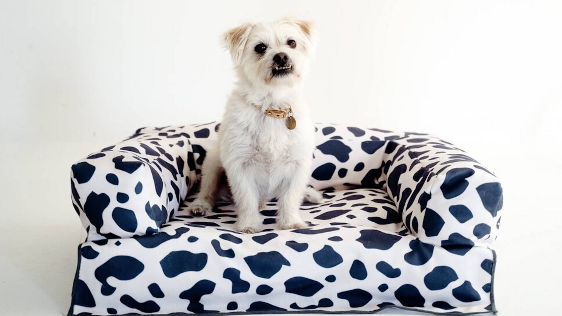 ไอเดียรีไซเคิล: เปลี่ยนผ้าปูที่นอนเก่าเป็นที่นอนสัตว์เลี้ยง