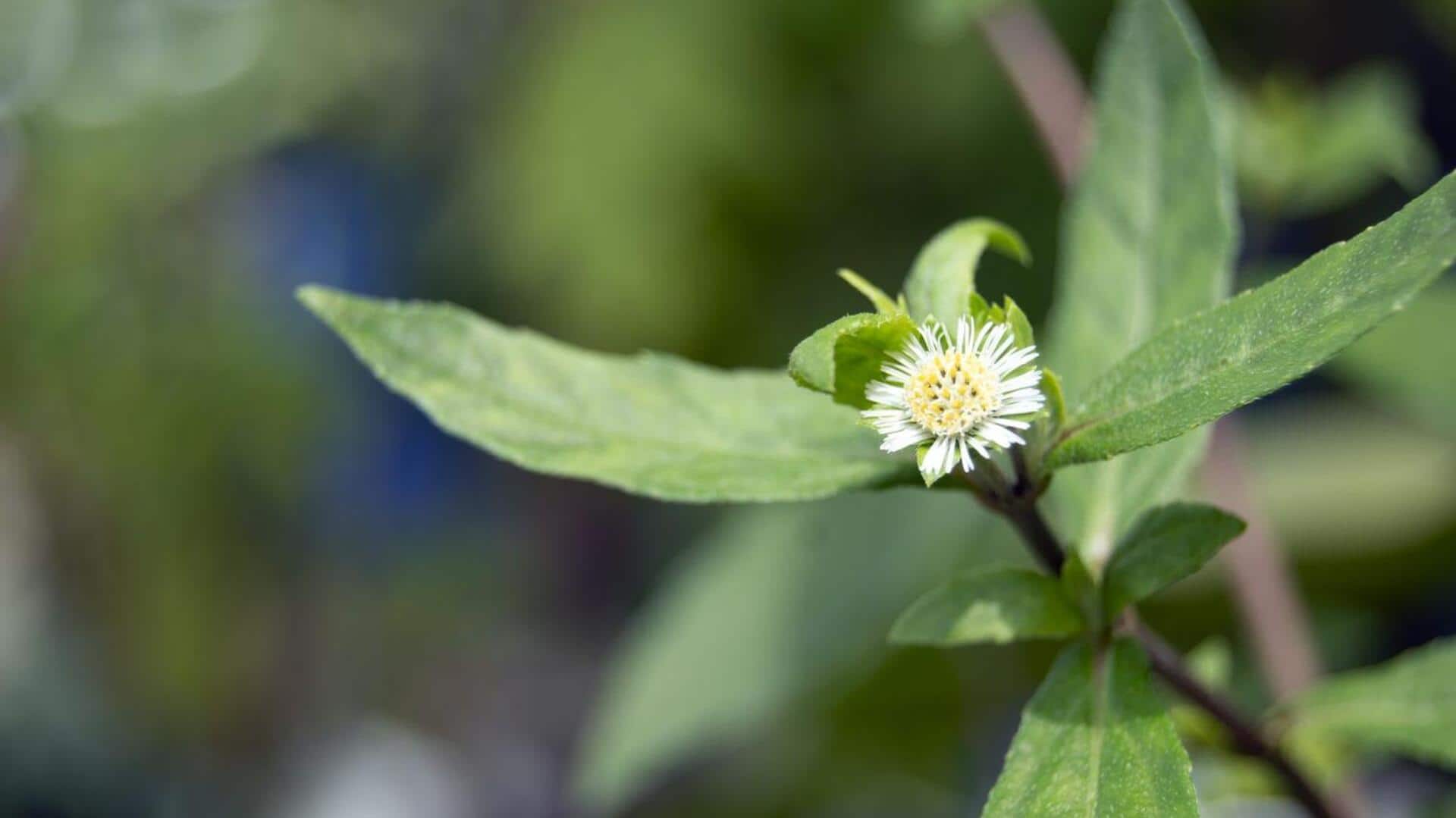 ประโยชน์ของบรินกราจเพื่อผมสวยสุขภาพดี