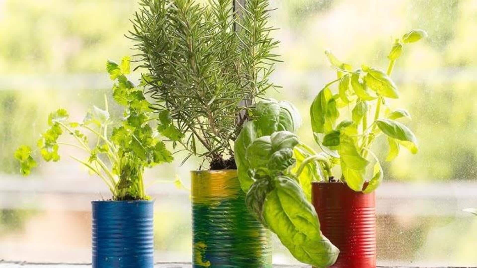 ปลูกสมุนไพรในกระป๋อง เติมความสดชื่นแบบประหยัดงบ