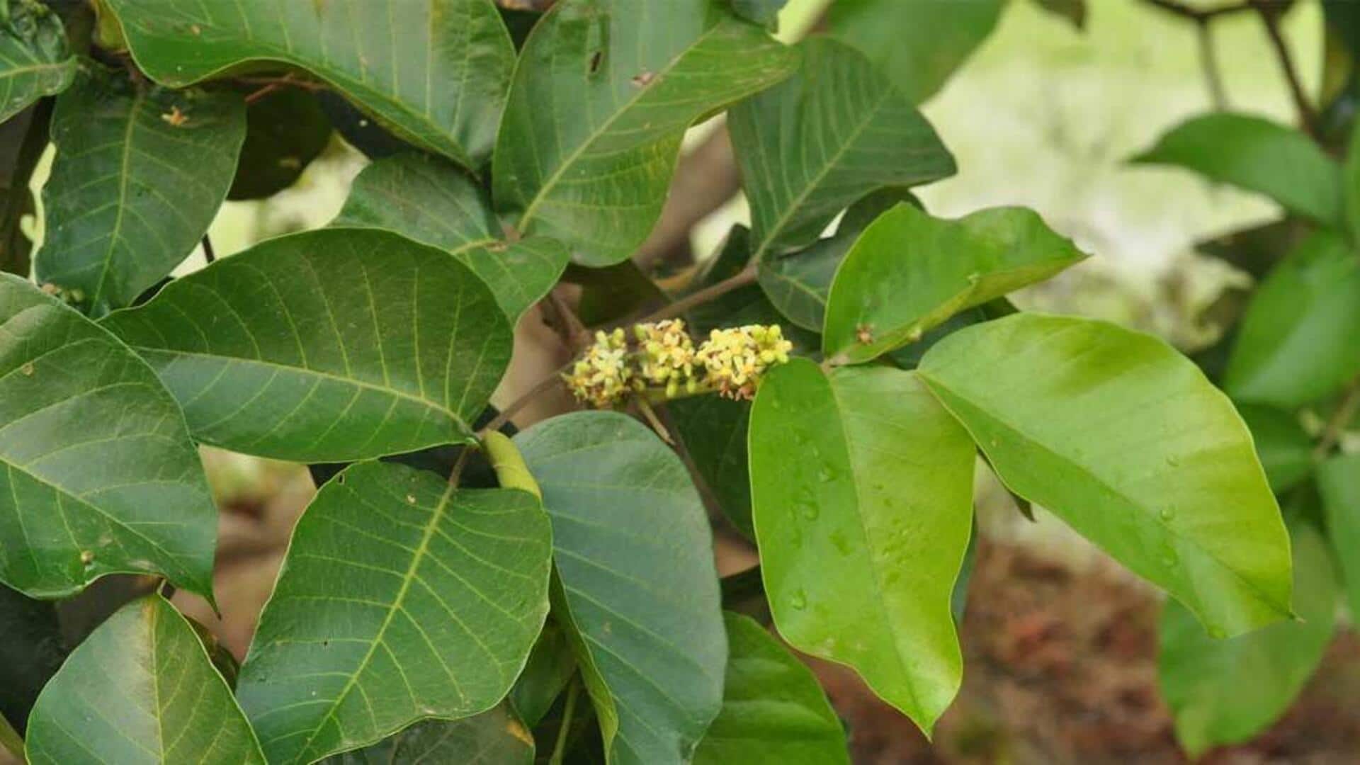 ประโยชน์ด้านความงามที่น่าทึ่งของใบกระท้อน