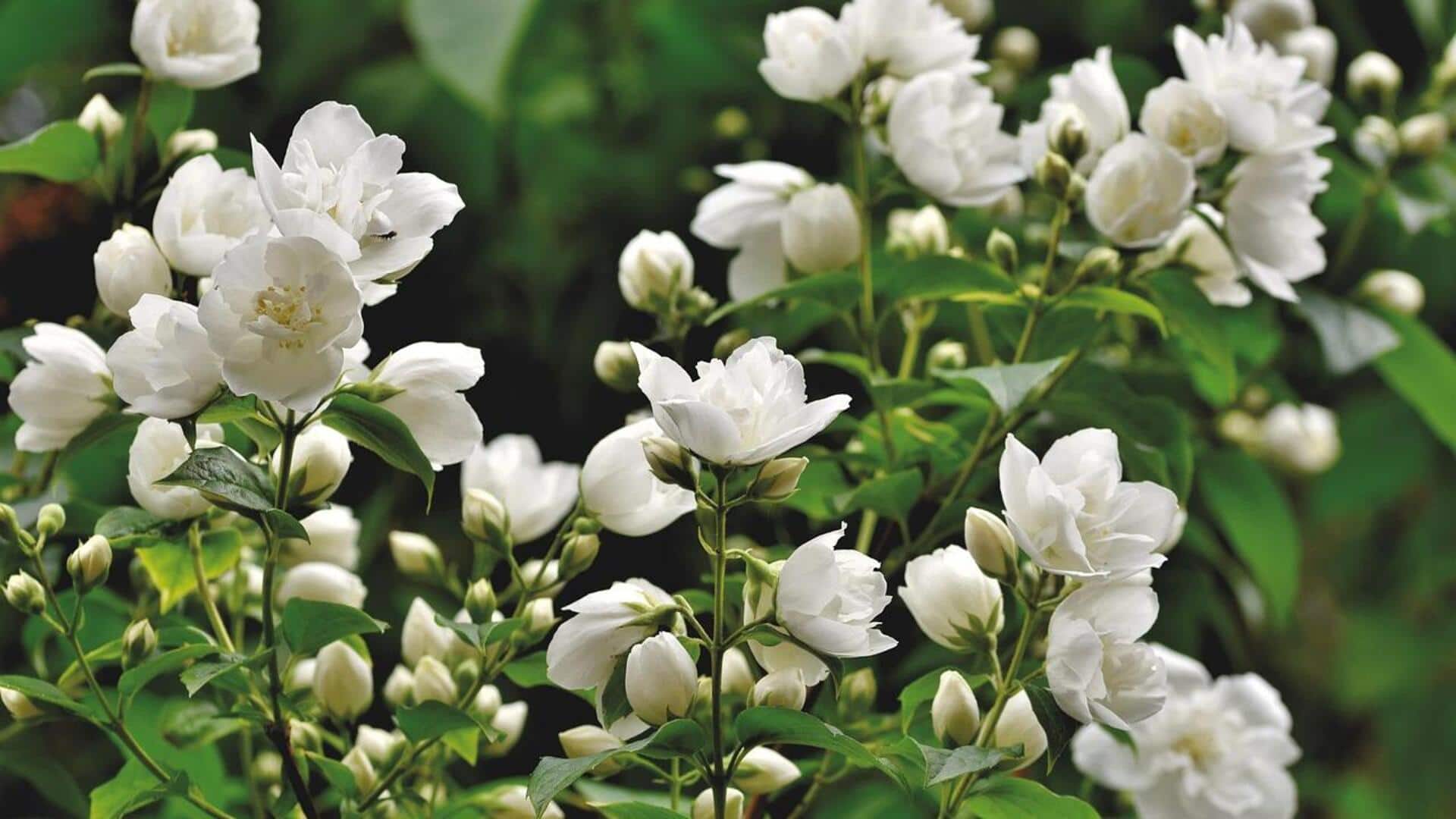 สารสกัดจากดอกมะลิ: ความลับสู่ผิวสดชื่นและเปล่งประกาย